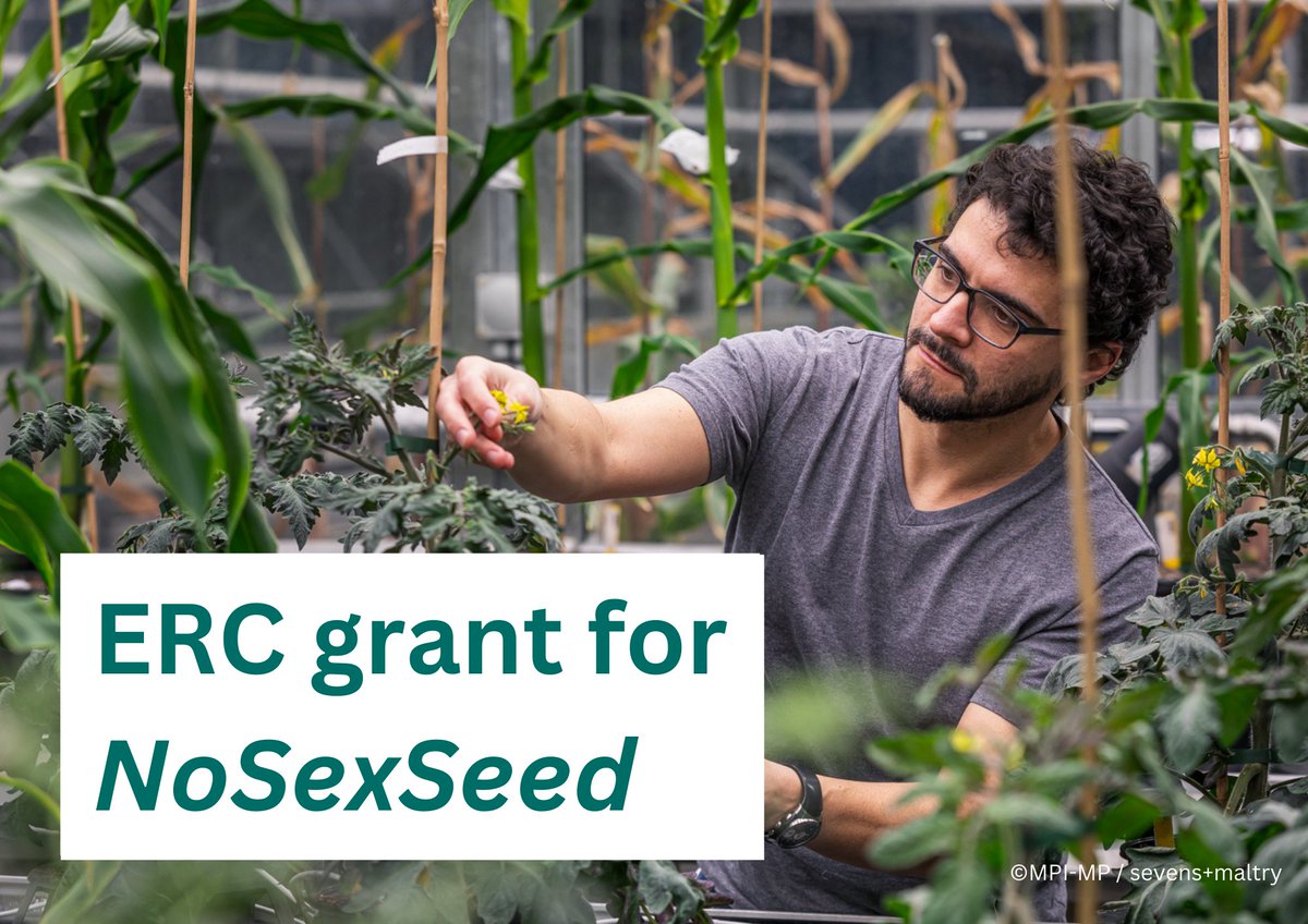 MPIMP Potsdam Golm 🌱🧪 (@mpimp_potsdam) on Twitter photo 🎉 Congrats to @duarte_d_f on receiving an <a href="/ERC_Research/">European Research Council (ERC)</a> grant for his project NoSexSeed! 🌱 His goal? Enabling crops to reproduce pollen-free 🌍 #ERCCoG
More on this: mpimp-golm.mpg.de/2778892/ 🎉 Congrats to @duarte_d_f on receiving an <a href="/ERC_Research/">European Research Council (ERC)</a> grant for his project NoSexSeed! 🌱 His goal? Enabling crops to reproduce pollen-free 🌍 #ERCCoG
More on this: mpimp-golm.mpg.de/2778892/