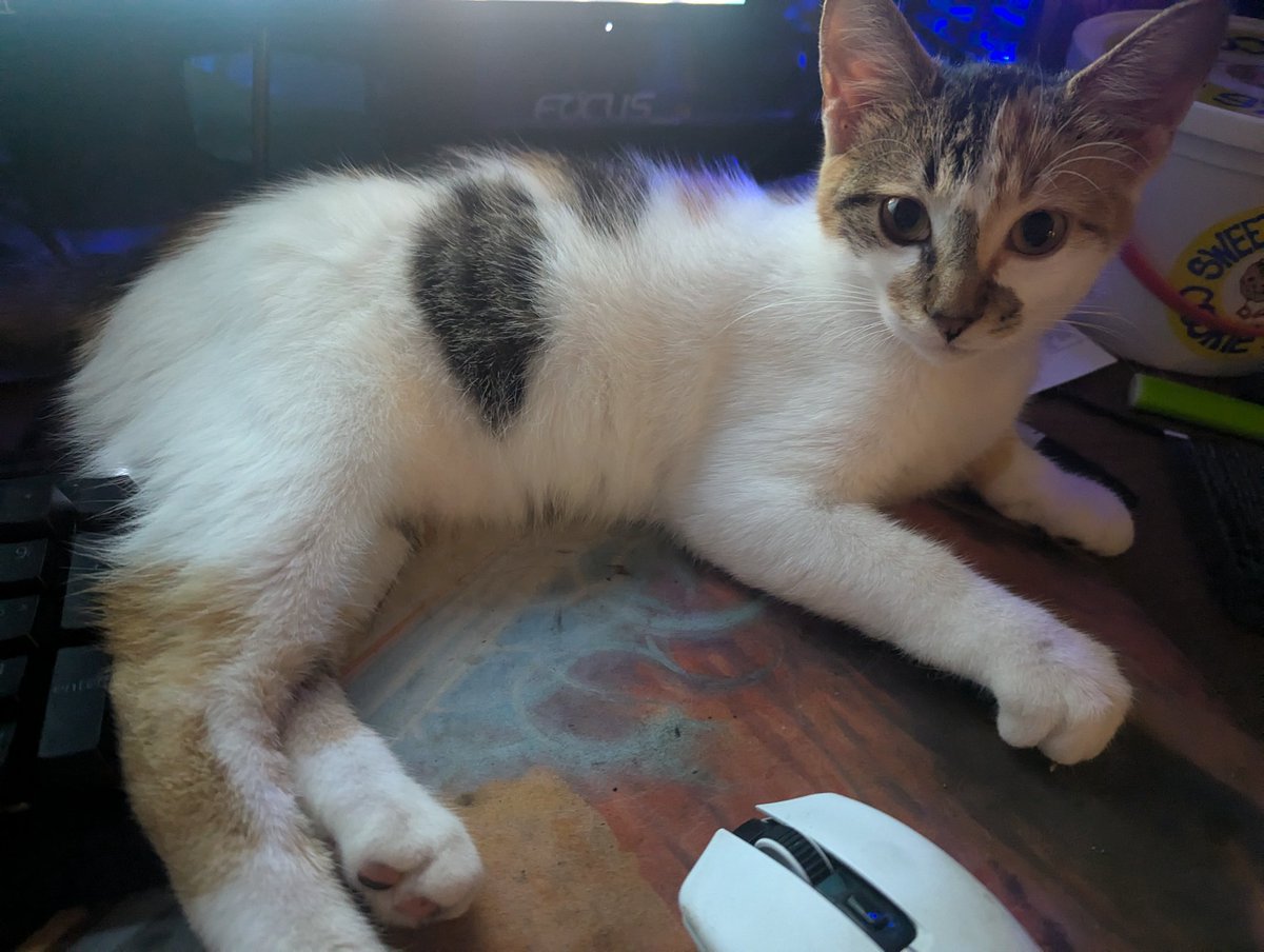 It's been a long time since I posted on here because I wanted to leave this as a memorial to an amazing cat but I also wanted to share that there are new disciples of Murphy. His legacy continues.