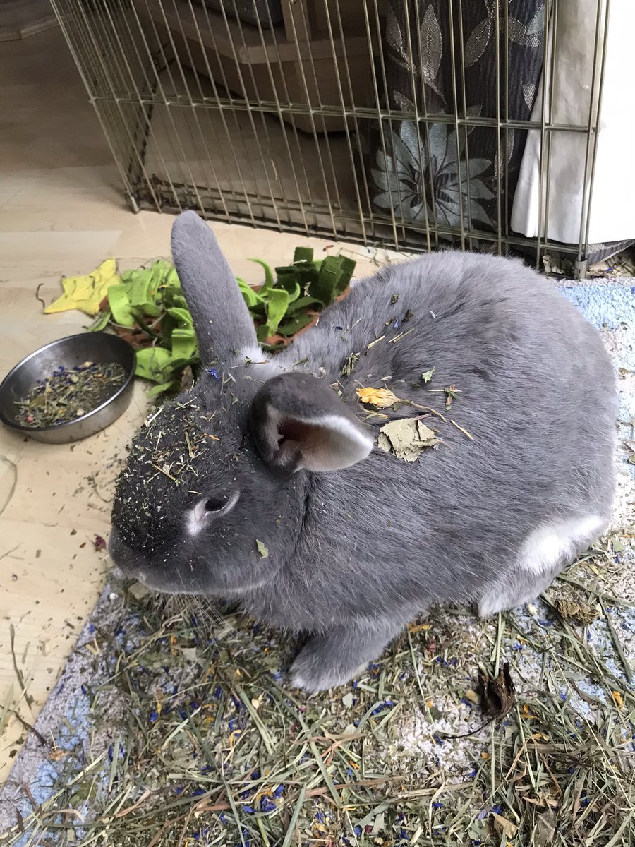 rocky_mikey's tweet photo. Bunpals I’s sos exciteds bouts postings my’s #24bss parsliesell that I’s decorated myselfs for Christmas #bunob https://t.co/X7L7Y3S1g5