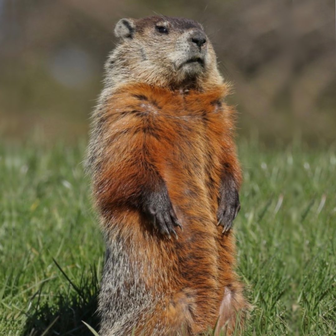 反省する(した風の)マーモット ウッドチャック. 米国🇺🇸在住 「そこに