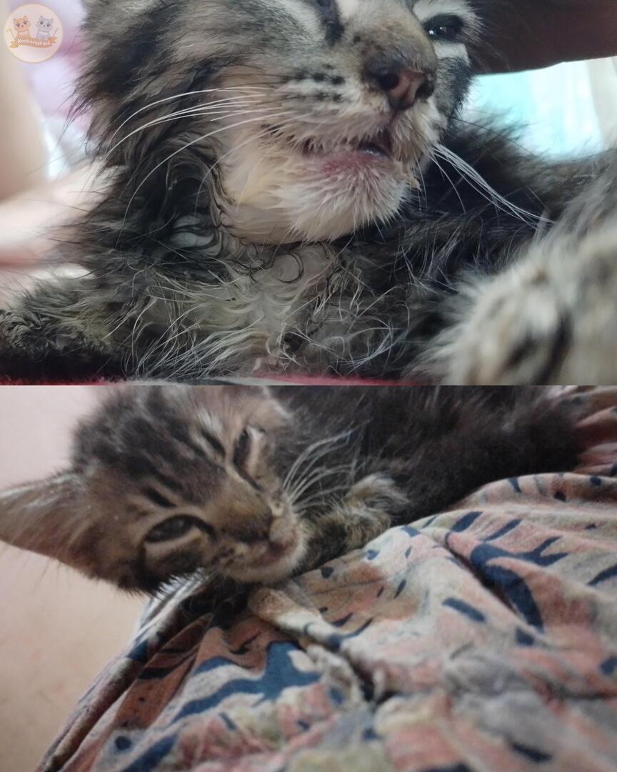 kochengfs's tweet photo. kcg! kakak2 maaf izin buka donasi untuk ameng. kondisi badan udah sangat kurus, lemas, &amp; abses besar 😭

mohon bantu rt &amp; doa nya ya terimakasih😭🙏

detail thread di reply ya 🥲🙏 https://t.co/3QN2lVppHH