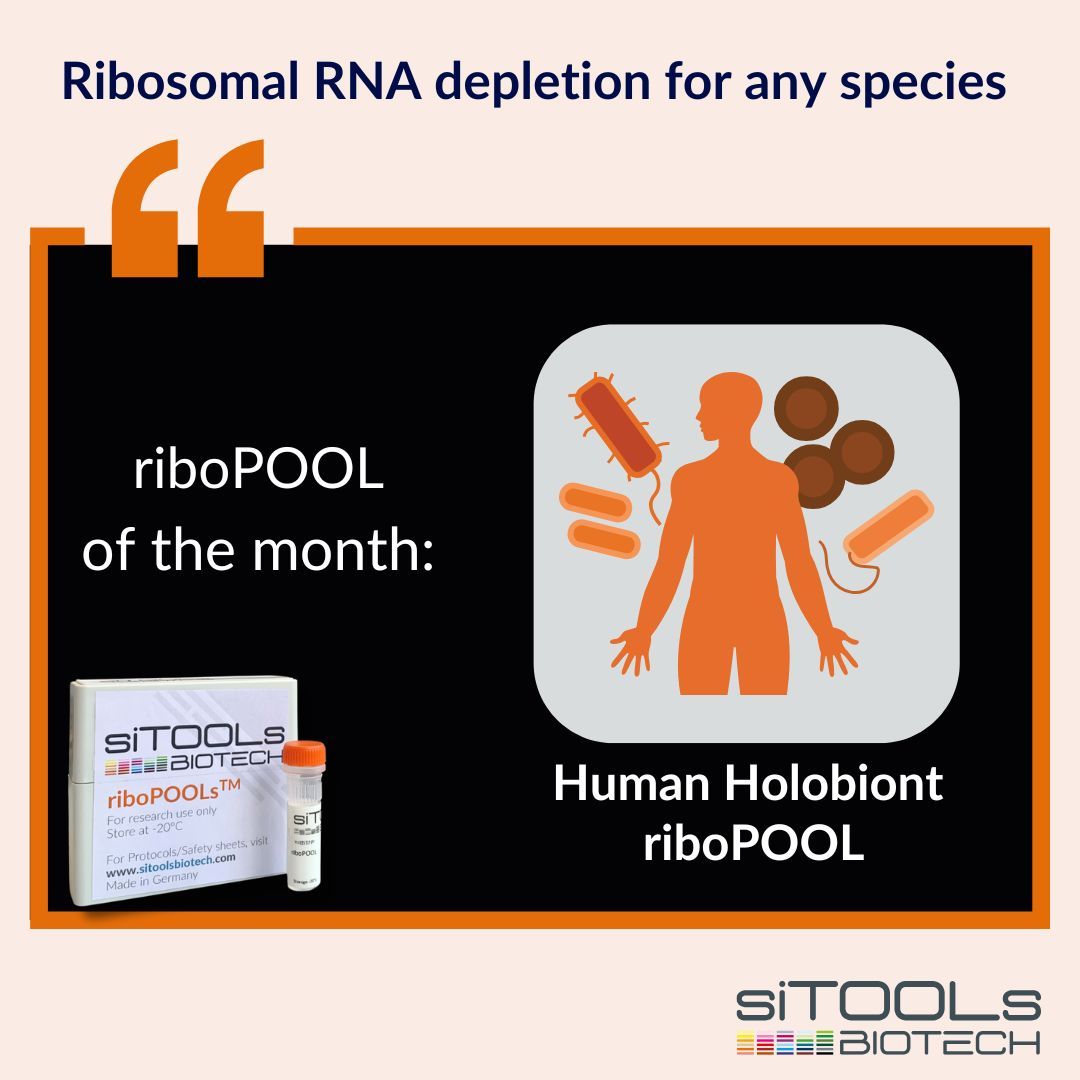 riboPOOL of the month🧡. The Human Holobiont riboPOOL is one of our readily available combination riboPOOLs, designed to efficiently deplete ribosomal RNA (rRNA) from human and bacterial RNA samples. Learn more: buff.ly/3AXSD80