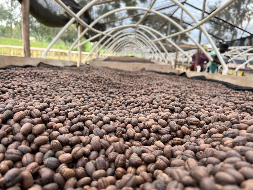 mtnharvestug's tweet photo. 🌱 Discover the Anaerobic Coffee Process! Fermenting cherries in sealed, oxygen-free barrels creates a balanced, vibrant profile with tropical fruit notes and wine-like acidity. 🌸✨ Each sip is crafted for an extraordinary experience. ☕️💫

#AnaerobicProcess #CoffeeCraft https://t.co/2JbcI2nwEo