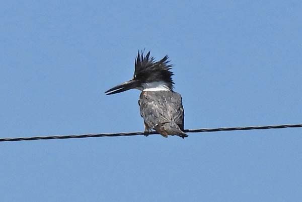 Bird of week - Belted Kingfisher.  Stocky and large-headed with a shaggy crest. Bill is long, straight, thick, and pointed. Female  more brightly colored than male  Powder blue above with white underparts and blue breast band. Females have additional rusty band across belly.