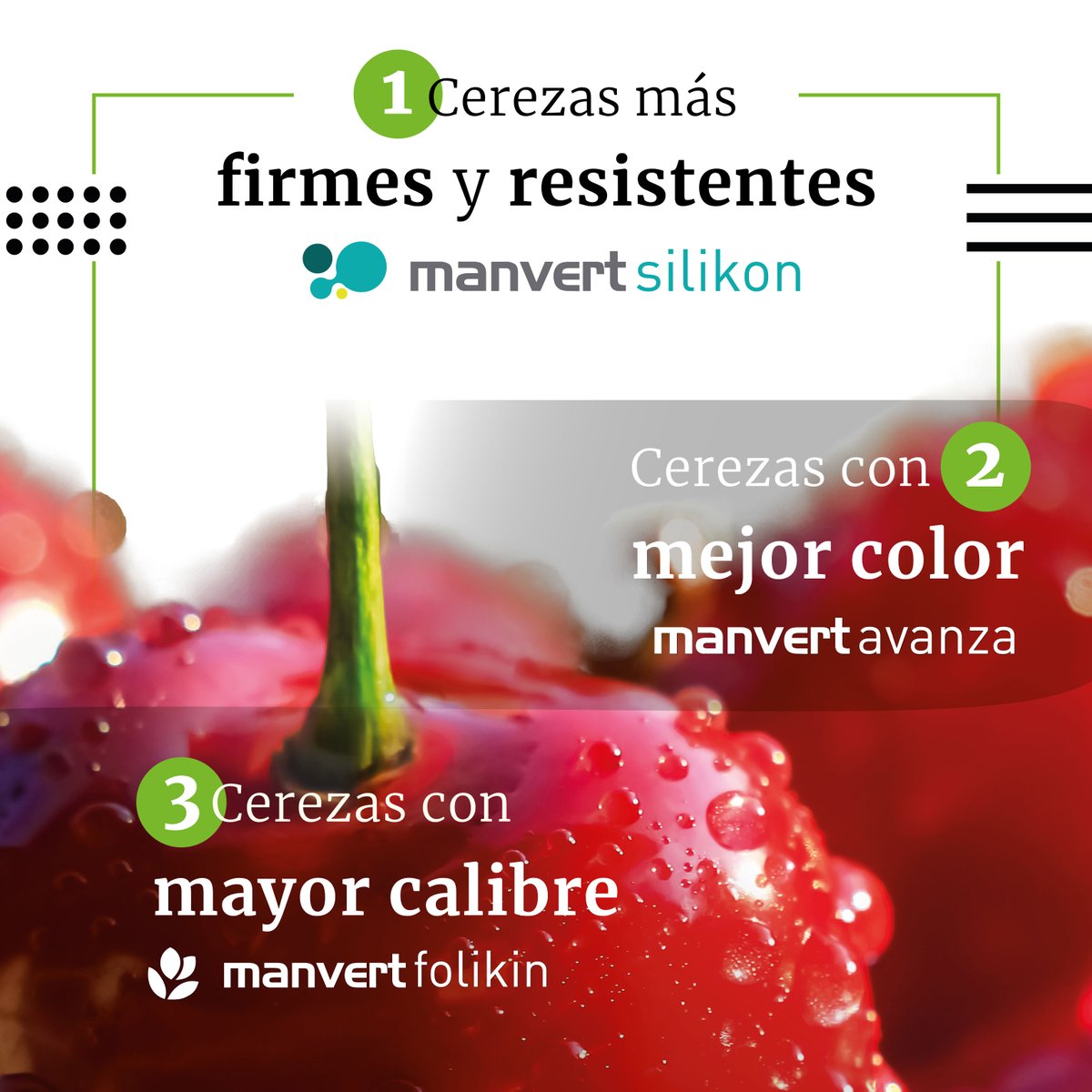 manvert_'s tweet image. ¿Conoces las 3 #manvertSolutions imprescindibles para #cereza?👇 

Si deseas más información, contacta con nuestros asesores📲bit.ly/3RloILA

⚠️manvert folikin es el nombre comercial de manvert foliplus en Chile y Guatemala.
#MovingWithAgriculture #agriculturasostenible