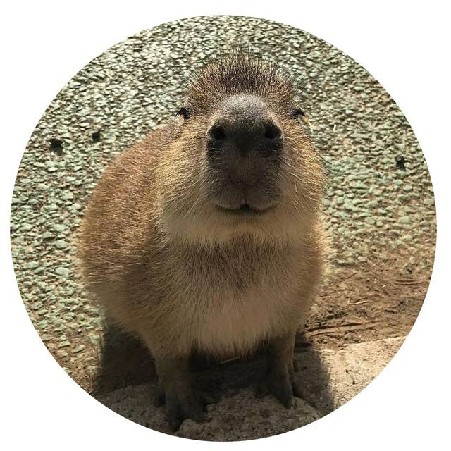 CAPI_ON_SOLANA's tweet image. Why can&apos;t I redeem my capybara tokens?