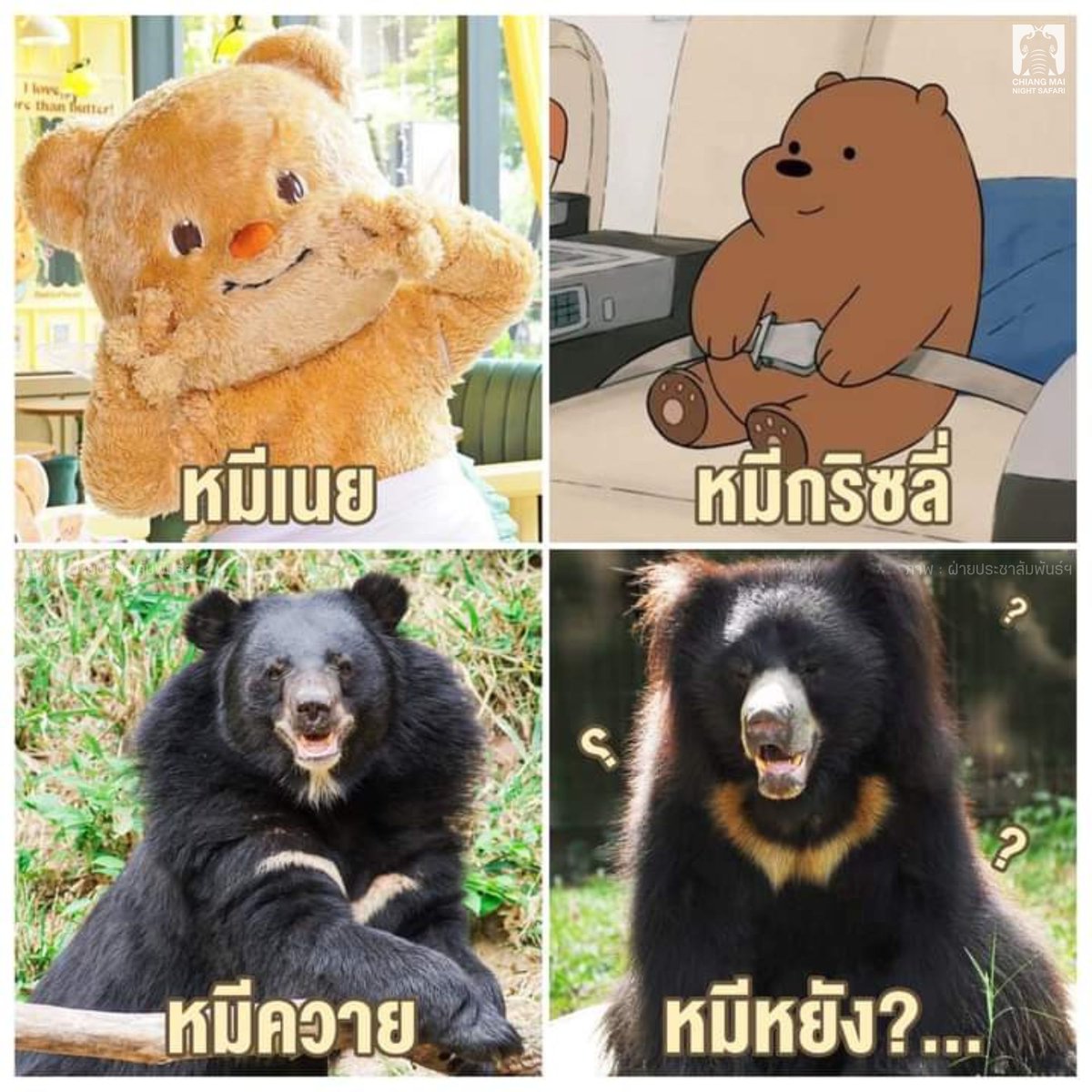 CMNightsafari's tweet photo. น้องเป็นหมีหยังน๊อออ~ พี่ๆทายถูกกันไหมน๊าาา🤔
#หมีควาย #หมีสลอธ #เชียงใหม่ไนท์ซาฟารี
#ไนท์ซาฟารี #chiangmainightsafari #Butterbear #webearbears #Bears https://t.co/NU6E7WOeY6