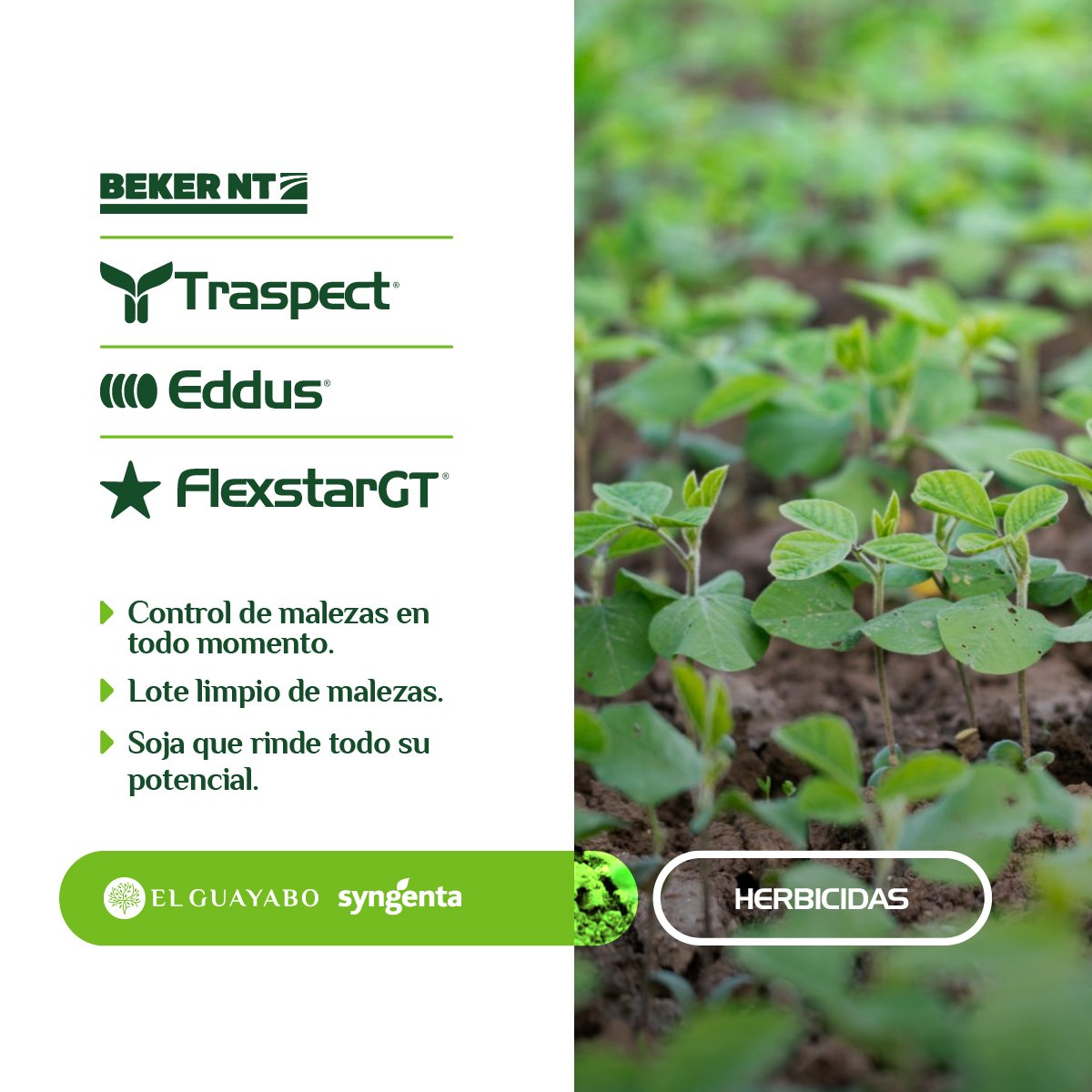 ElGuayaboSrl's tweet photo. #ProtecciónDeCultivos 🛡
Una solución @Syngenta_ar para cada momento de cultivo de  soja 🌱
HERBICIDAS 
▪️Beker NT
▪️Traspect
▪️Eddus
▪️Flextar GT 
Con asesoramiento técnico profesional #ElGuayabo 🌳 nada puede fallar! 
"Somos del campo, como vos" 
🔗 https://t.co/DYtbfU5bAd https://t.co/My6qpY4X3m