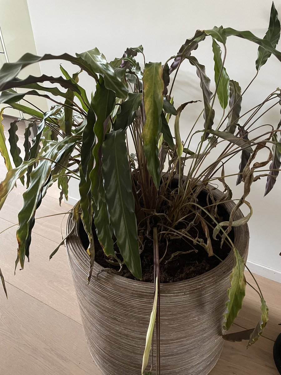 Help!! Te veel of te weinig water? Of toch iets anders? #dtv #plantenkenners #geengroenevingers