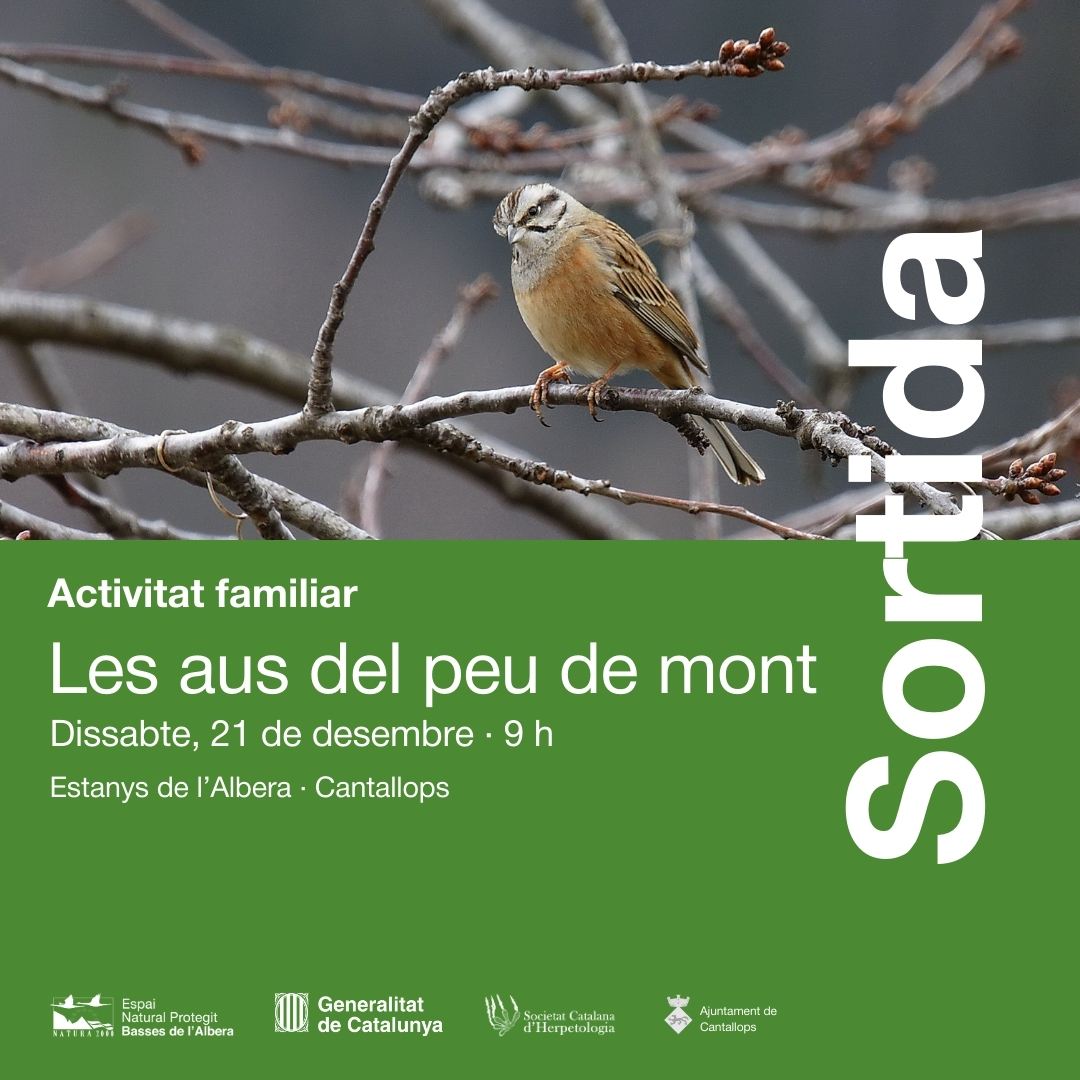 <a href="/AjlaJonquera/">Ajuntament de La Jonquera</a> 📅 Dissabte, 21 de desembre: Les aus del peu de mont

🐦🌳 L’Empordà és un paradís ornitològic. Descobreix algunes de les espècies més icòniques de la mà de dos ornitòlegs locals. Una activitat imprescindible per als amants de la natura!