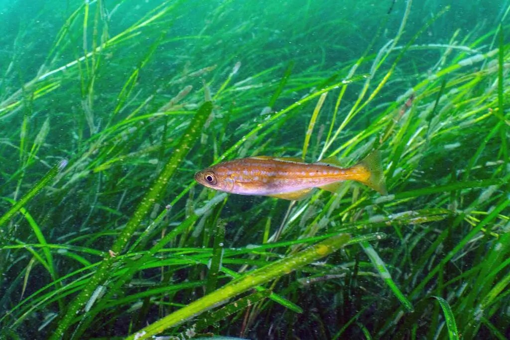 Marine Institute (@plymunimi) on Twitter photo Help identify fish nursery habitat by developing tools to measure growth and metabolism in wild fishes. Apply for this exciting and fully funded #PhD studentship working with <a href="/PlymUni/">University of Plymouth</a>’s <a href="/benciotti/">Ben Ciotti</a> & <a href="/unisouthampton/">University of Southampton</a>’s <a href="/clivetrue/">Clive Trueman (clivetrue.bsky.social)</a>.
👉plymouth.ac.uk/study/research… Help identify fish nursery habitat by developing tools to measure growth and metabolism in wild fishes. Apply for this exciting and fully funded #PhD studentship working with <a href="/PlymUni/">University of Plymouth</a>’s <a href="/benciotti/">Ben Ciotti</a> & <a href="/unisouthampton/">University of Southampton</a>’s <a href="/clivetrue/">Clive Trueman (clivetrue.bsky.social)</a>.
👉plymouth.ac.uk/study/research…