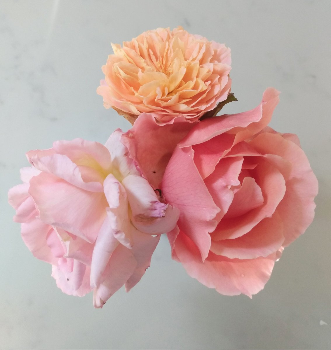 I have rescued the last of the roses.