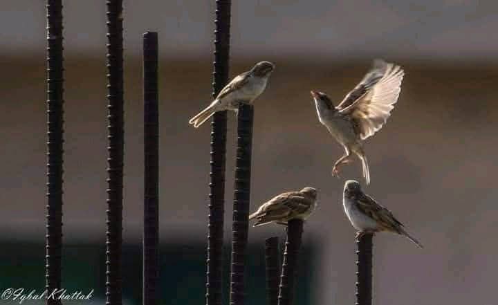 یہاں لوگ پرندے مار دیتے ہیں
میرے یار یہ بستی ٹھیک نہیں🥀