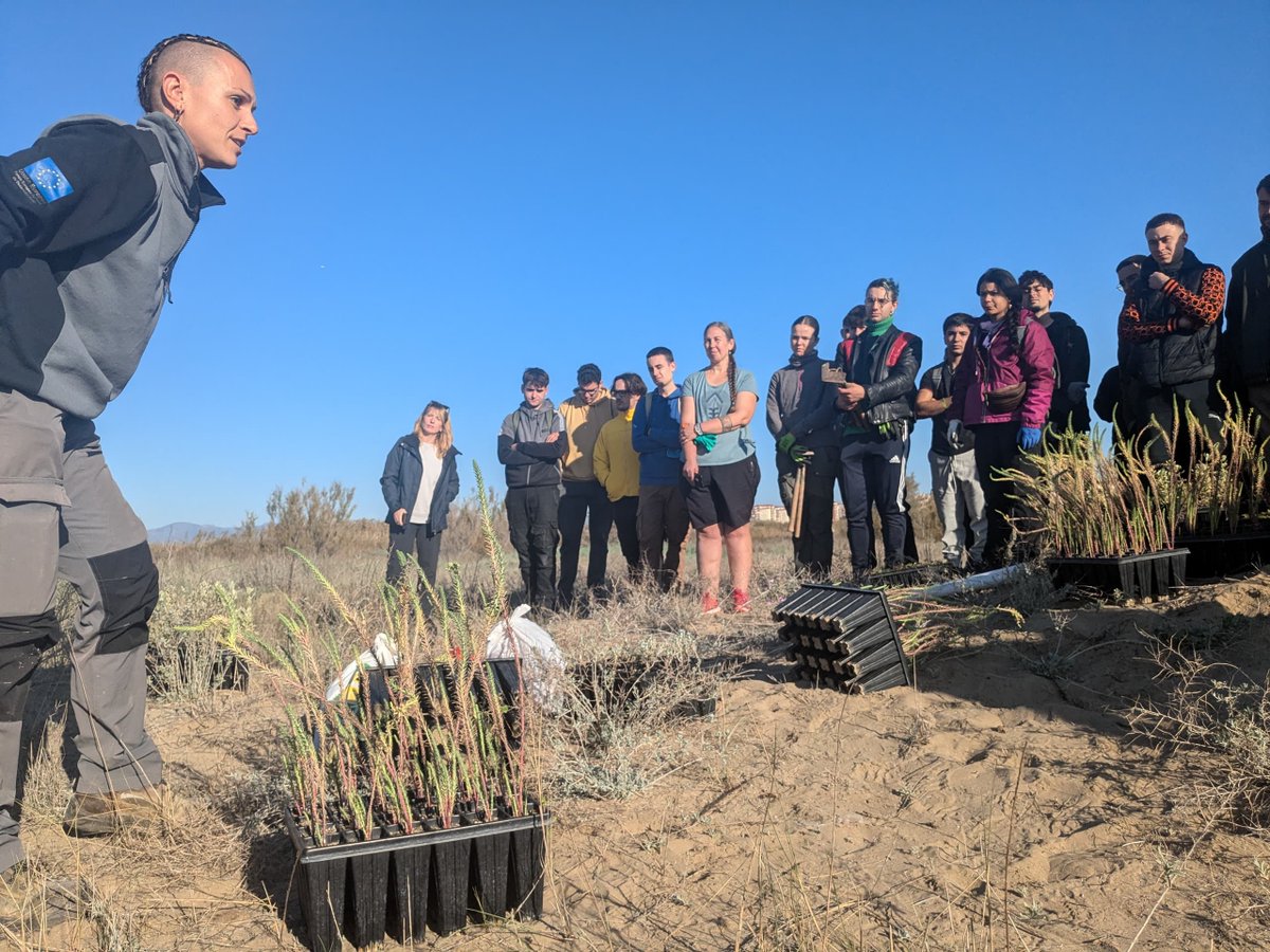 GVAcief's tweet photo. Una plantació molt especial en la Marjal de Rafalell i Vistabella...
1⃣Perquè l'equip de #FloraAmenaçada ha représ les plantacions després de la #DANA
2⃣I perquè era amb l'alumnat de la @CatarrojaEca molt afectats per les inundacions i fa pocs dies que han reprès l'activitat https://t.co/XAwF6SEWPr
