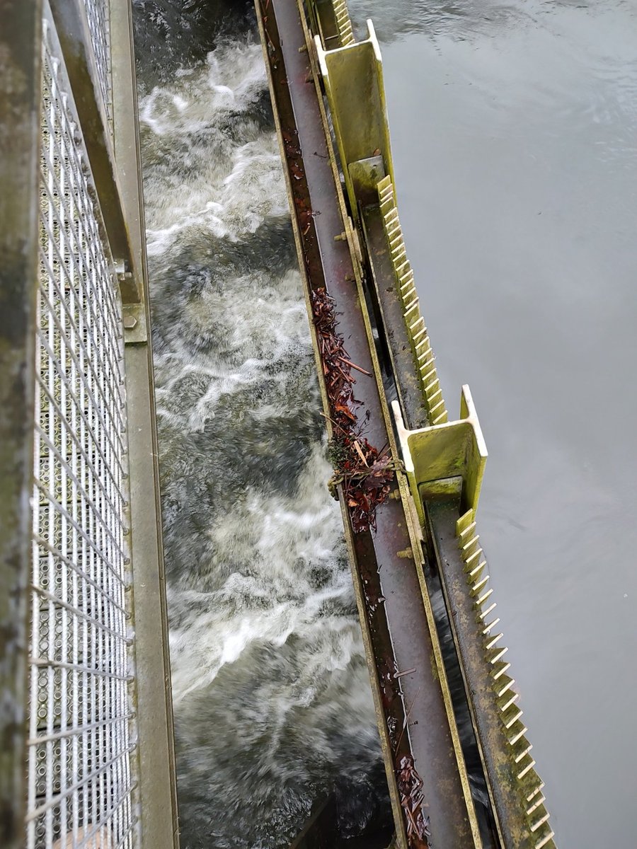 nymann76's tweet image. Har lige været en tur forbi Gudenåcentralen aka spærringen af Gudenåen ved Tange som ejes og drives af @Norlysdk
Det er altså ubegribeligt, at det her stadig foregår.
Udbyttet er 11 GW/år - prisen er en uddød laksestamme og 0 biologisk sammenhæng i hele Gudenåsystemet
#VildGudenå