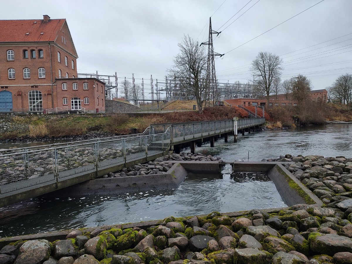 nymann76's tweet image. Har lige været en tur forbi Gudenåcentralen aka spærringen af Gudenåen ved Tange som ejes og drives af @Norlysdk
Det er altså ubegribeligt, at det her stadig foregår.
Udbyttet er 11 GW/år - prisen er en uddød laksestamme og 0 biologisk sammenhæng i hele Gudenåsystemet
#VildGudenå