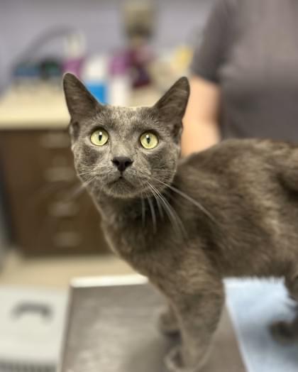 Your gift is matched dollar-for-dollar this #GivingTuesday! Your donation is crucial to provide animals with the lifesaving medical care, spay/neuter resources, and love they so desperately need. Please consider making a gift today by visiting clevelandapl.org/giving-tuesday…