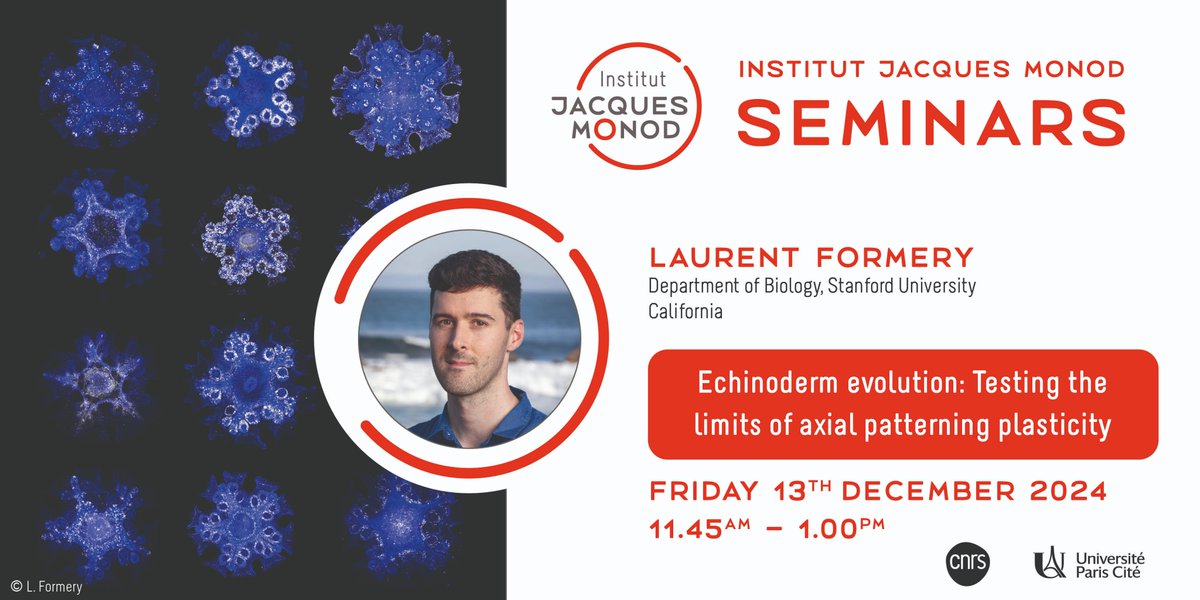 Institut Jacques Monod (@ijmonod) on Twitter photo ❗️Institut Jacques Monod Seminars❗️
📅 December 13 th
📍 Institut Jacques Monod
Invited by the Gazave Lab (<a href="/stemdevevo/">StemDevEvo</a>), @FormeryLaurent, will give an IJM Seminars on the theme "Echinoderm evolution: Testing the limits of axial patterning plasticity"
➡️urls.fr/LBadpI ❗️Institut Jacques Monod Seminars❗️
📅 December 13 th
📍 Institut Jacques Monod
Invited by the Gazave Lab (<a href="/stemdevevo/">StemDevEvo</a>), @FormeryLaurent, will give an IJM Seminars on the theme "Echinoderm evolution: Testing the limits of axial patterning plasticity"
➡️urls.fr/LBadpI