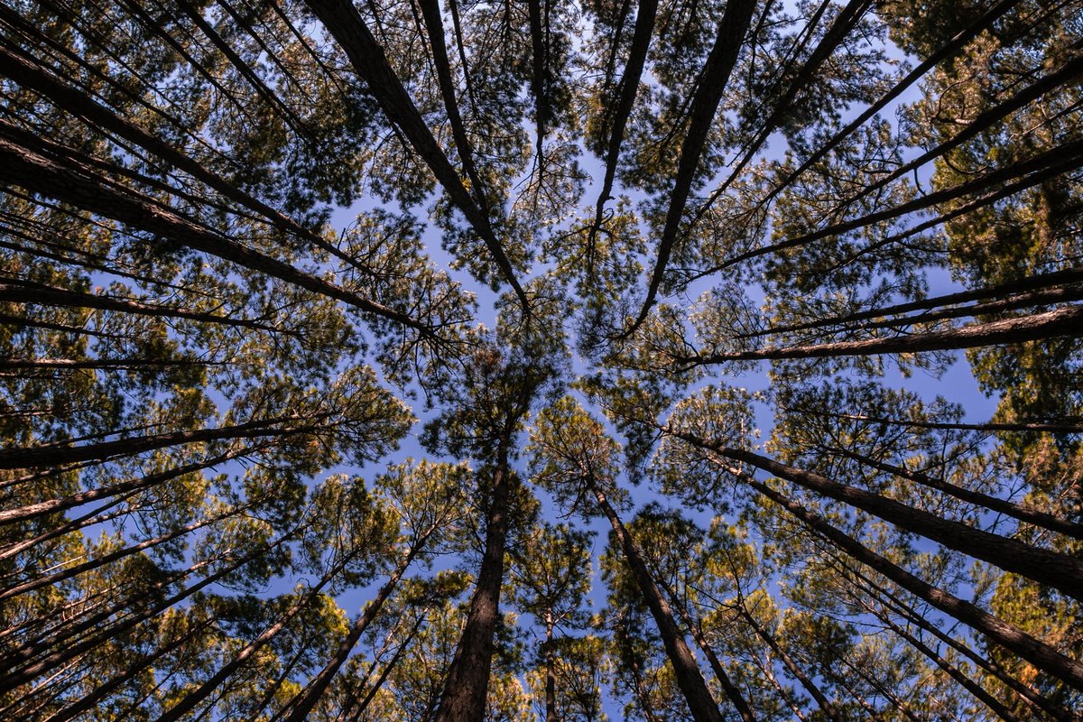 O pines, O brothers of the earth and air,
I love you. You are sweet, and good, and solemn,
and surely, I would say, you think and feel,
attended to by poets, birds, and dawns.

—From “Song of the Pines” by Rubén Darío, tr. Jonathan Simkins <a href="/simkinsandrade/">Jonathan Simkins</a> tinyurl.com/4uhbma3b