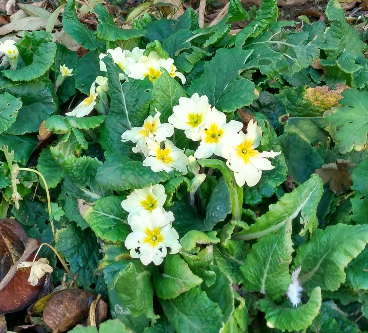 Not now primroses, it's December.
