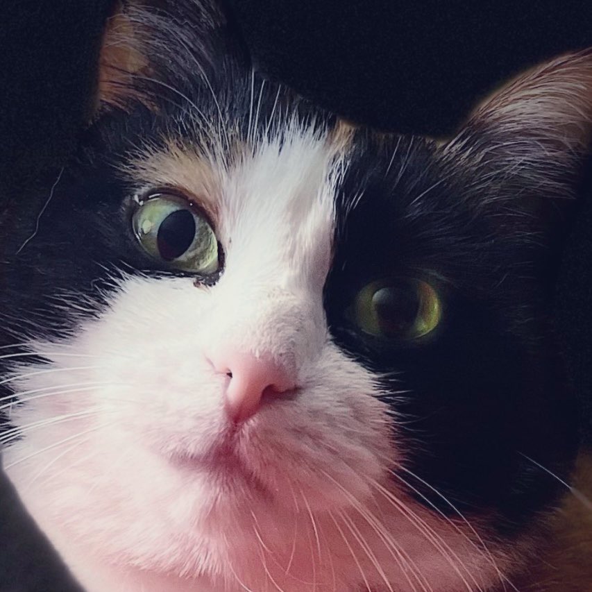 🎀titePrincessMiya🐾🌺🐈‍⬛🧡🚜 tweet media