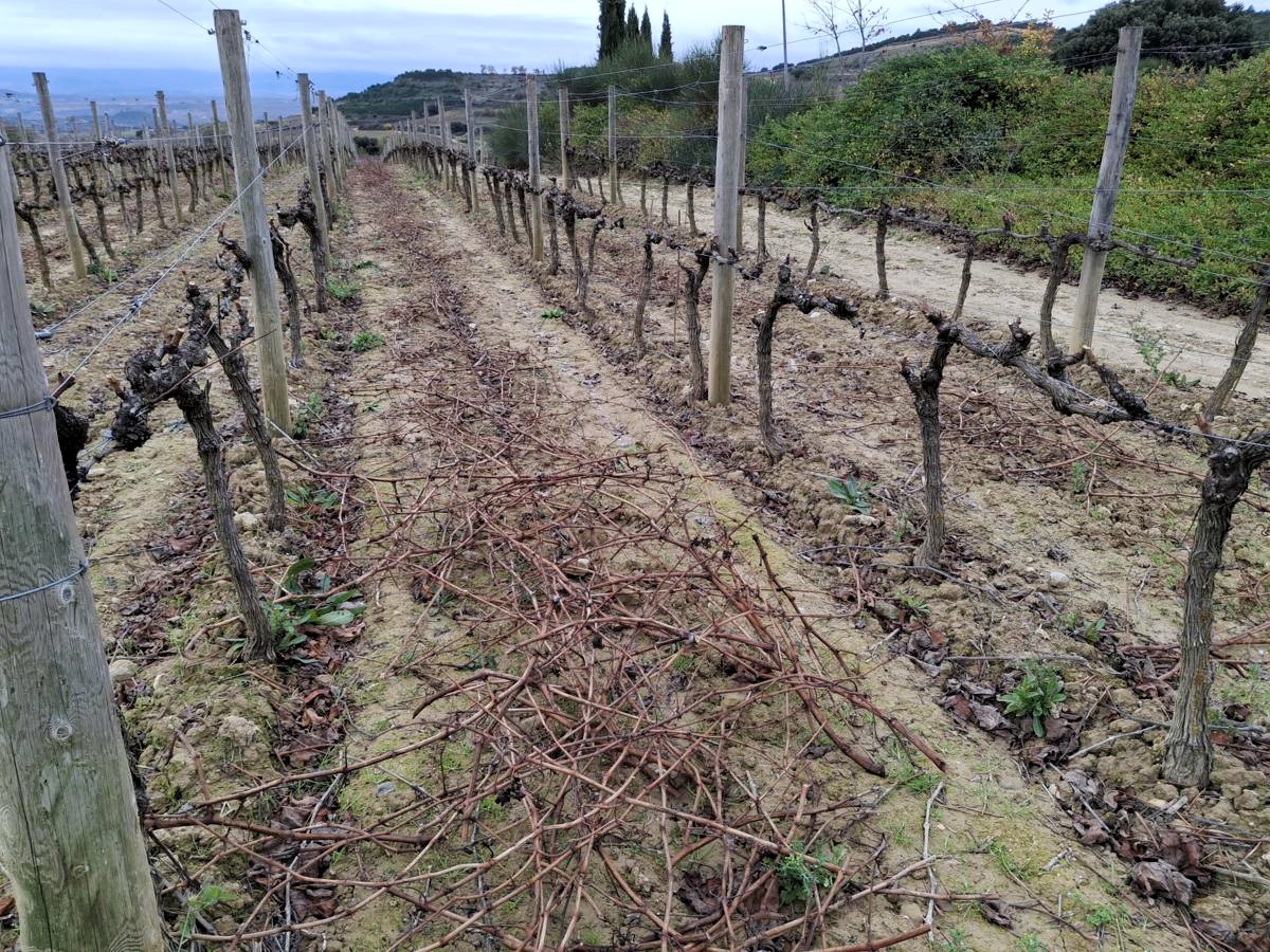 ADHalliwell's tweet image. The #vineyard cycle never stops for long in #Rioja
#Pruning today @BodegaObalo. It's a lot of sticks!