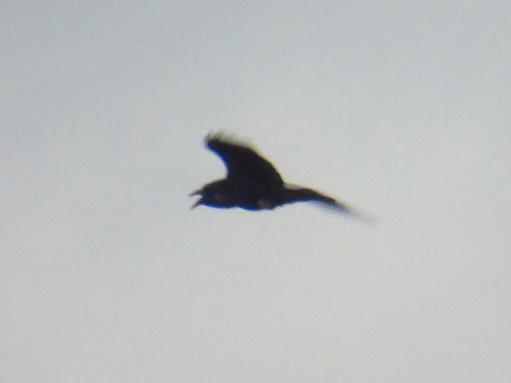 Not good pics (dull day), but this Raven hung around the East scrape, cronking away #MyPatch yesterday.