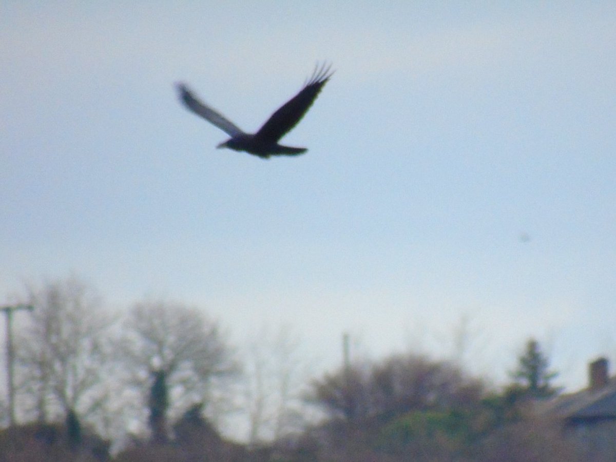 OareMarshes's tweet image. Not good pics (dull day), but this Raven hung around the East scrape, cronking away #MyPatch yesterday.