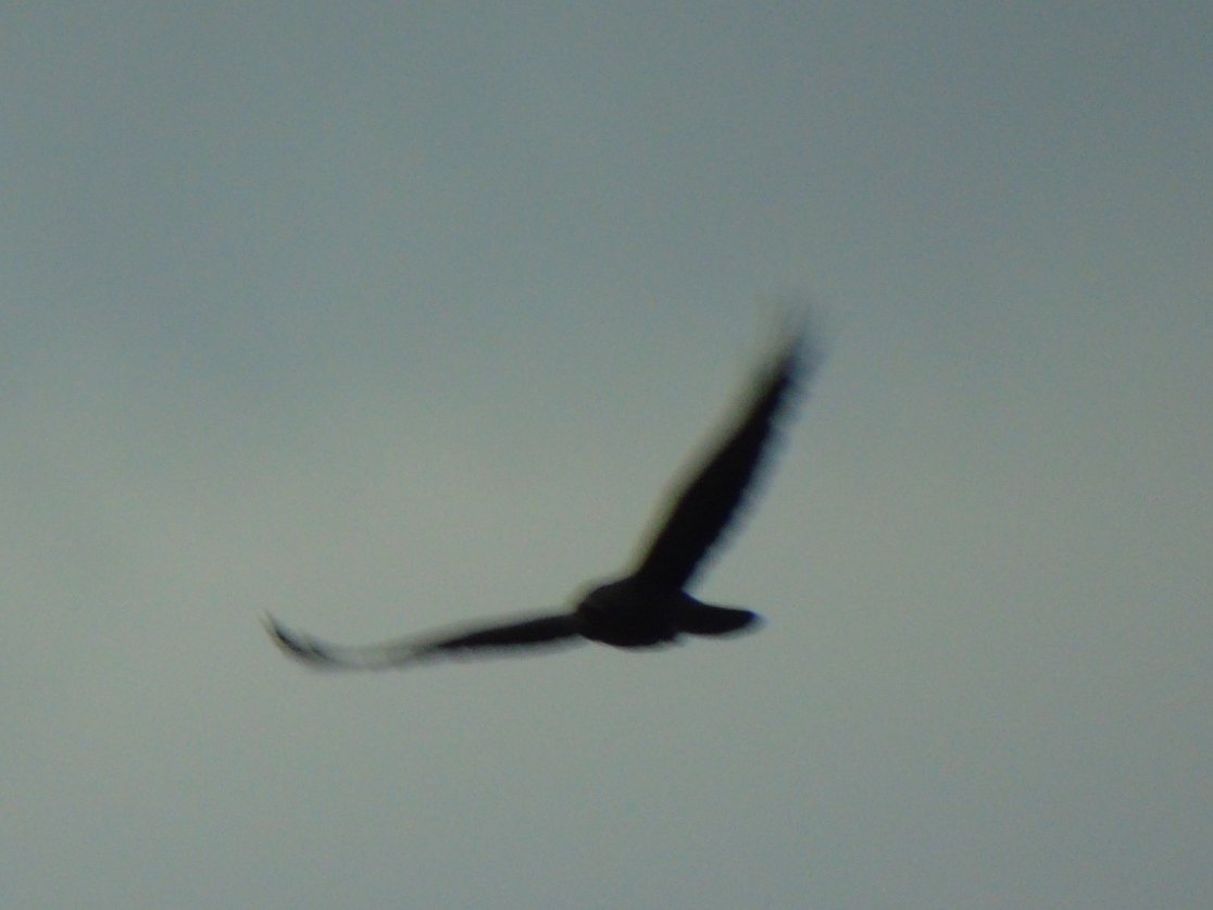 OareMarshes's tweet image. Not good pics (dull day), but this Raven hung around the East scrape, cronking away #MyPatch yesterday.