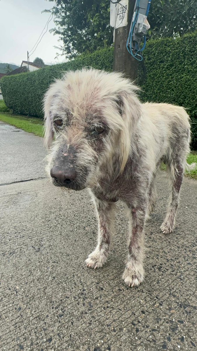 NiallHarbison's tweet photo. What a difference 10 days makes. He was broken and his life was agony in every single way. 

All his friends were poisoned but today Pedro is standing tall and had his first ever bath… (1/5) 🧵 https://t.co/X9qrJNF9jO
