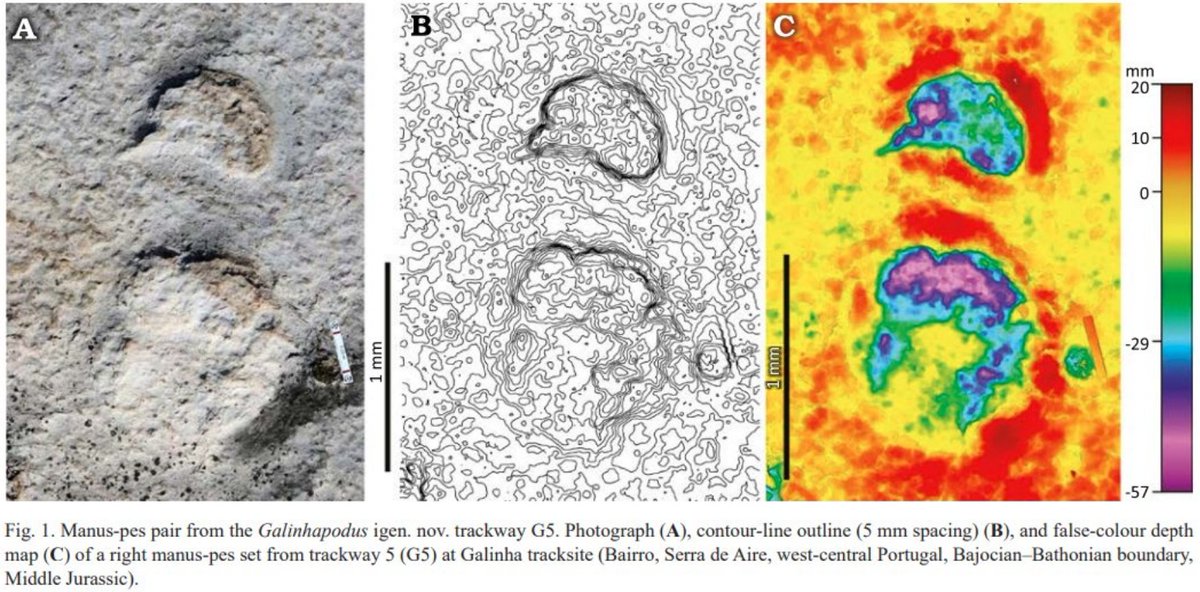 🚨 Taxonomic update alert! 🚨Goodbye Polyonyx, hello Galinhapodus nom. nov.! 🦕
Fresh insights into Middle Jurassic sauropod trackways from Portugal—and a correction to Santos et al. 2009.
🔗 Read more: app.pan.pl/article/item/a…