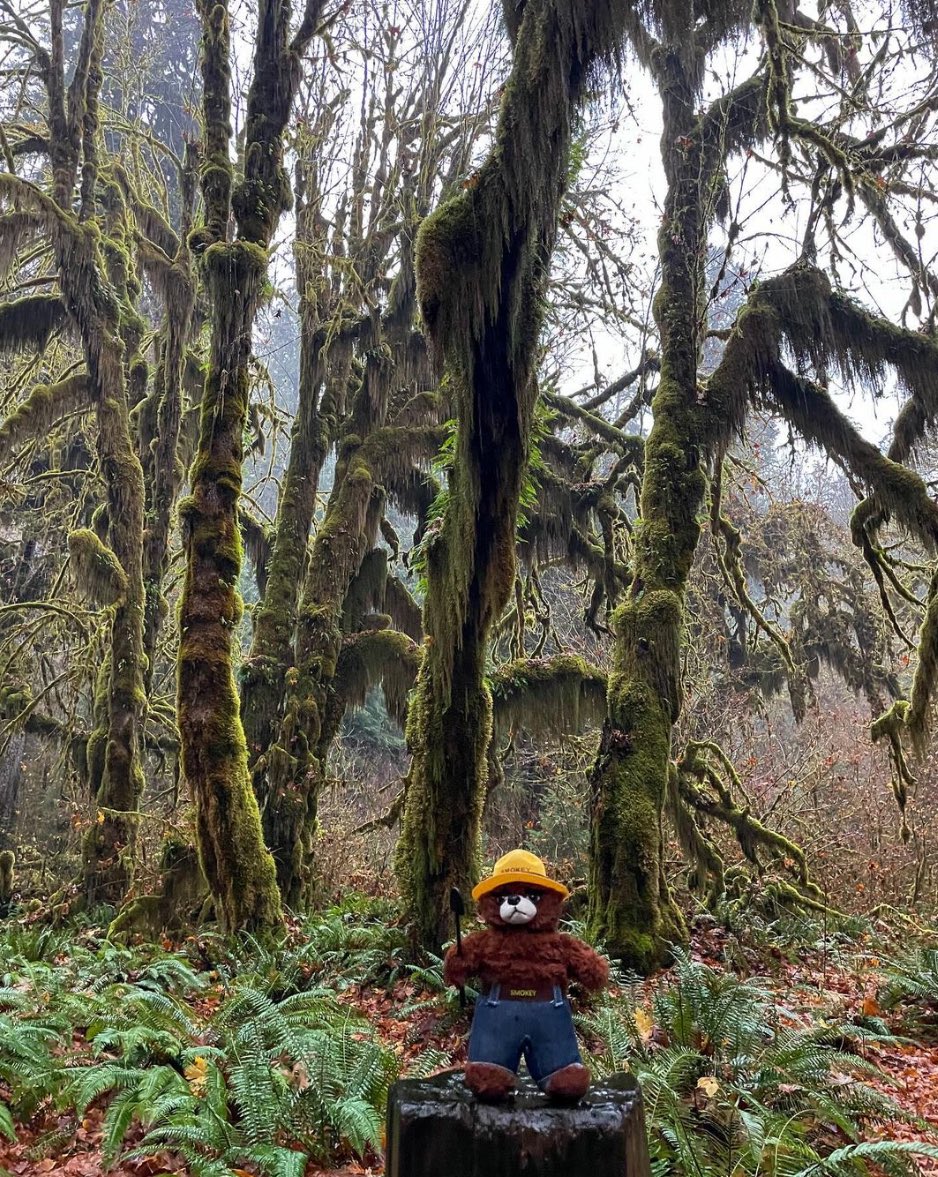 smokey_bear's tweet image. #FunFact: The Olympic National Park🏔️ spans over 70 miles of coastline, a mountain range topped with snow and glaciers, as well as old growth temperate rainforests. Make sure you help protect beautiful parks like this one and remember #OnlyYou can prevent unwanted wildfires!