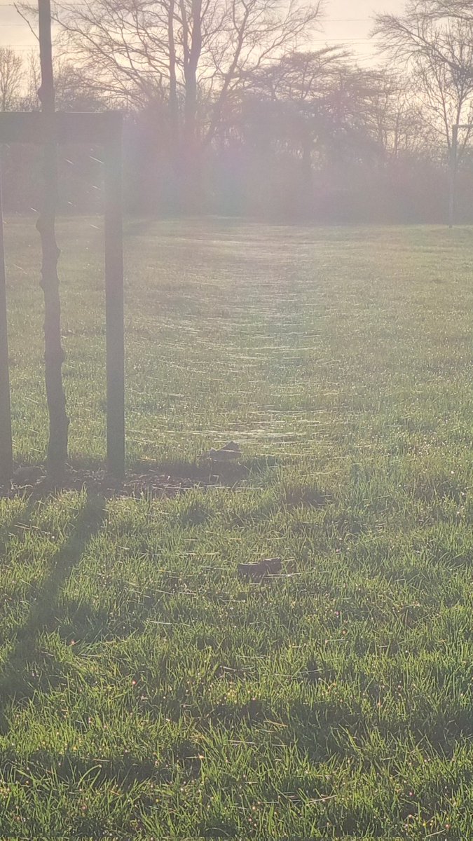 I'm at the park the sun is shining, then I notice something glistening in the light... silver tightropes everywhere! I'm basically walking on a giant spider web 🕷 😱