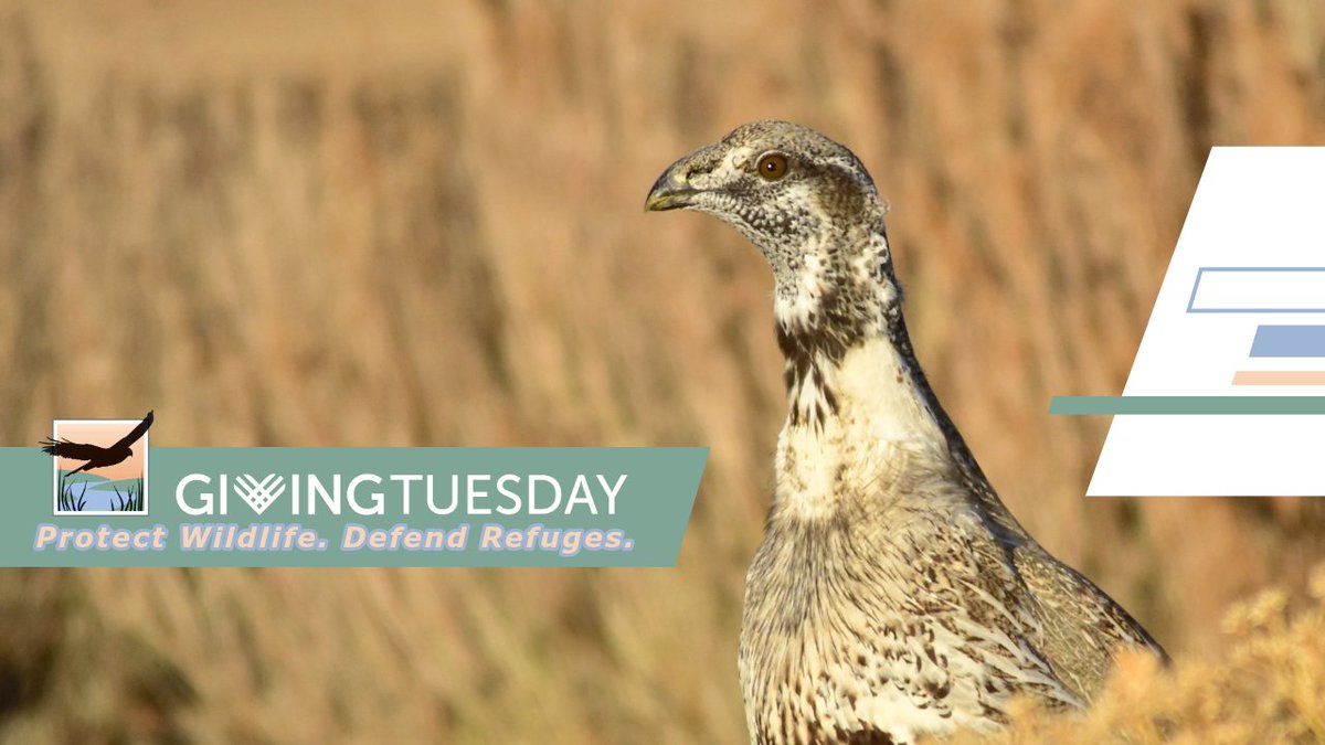 🌟 It’s #GivingTuesday! 🌿Your support can help the National Wildlife Refuge Association protect America’s  wildlife refuges.
👉 Donate Now: refugeassociation.org/donate