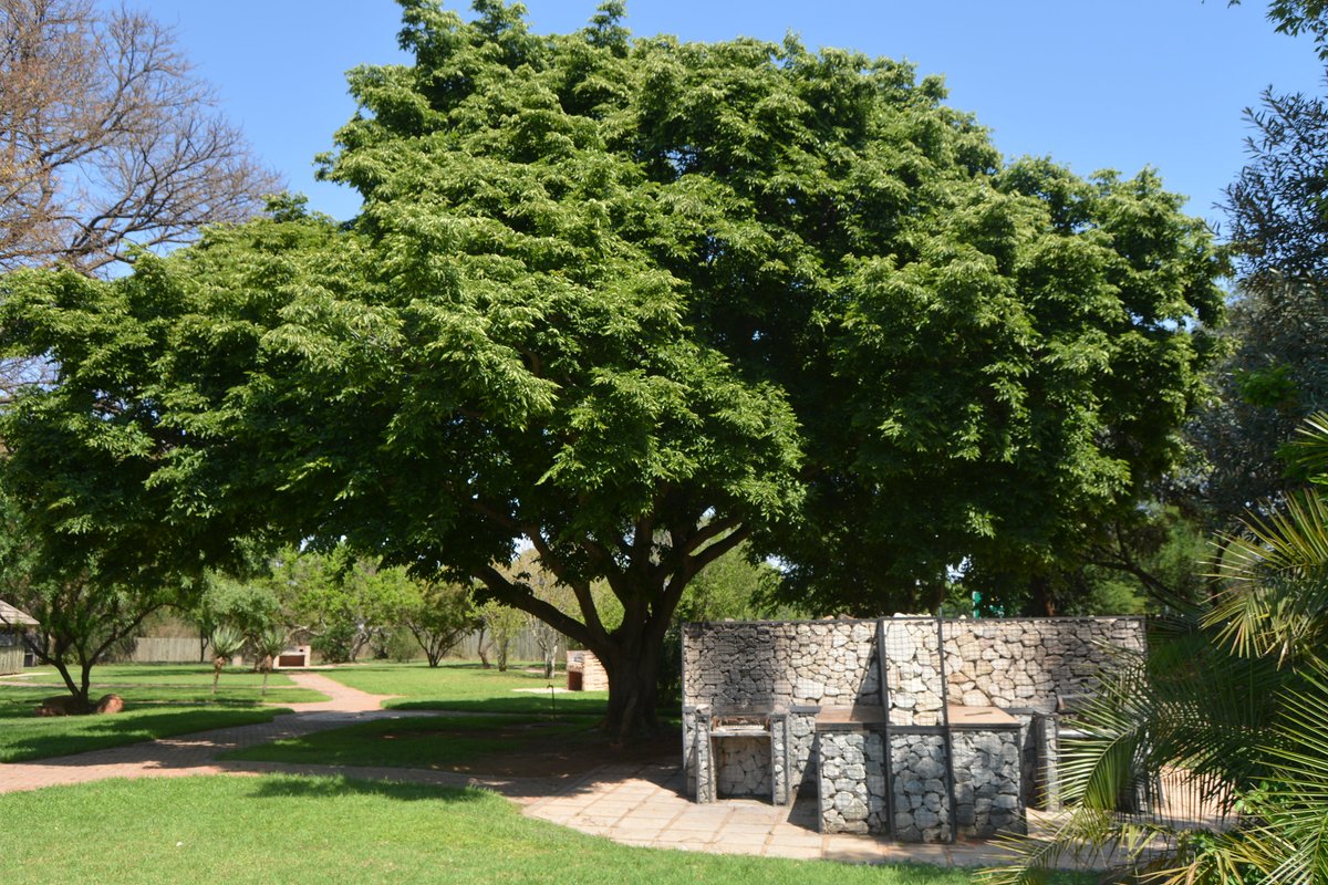 Pretoria National Botanical Garden (@pretoriagarden) on Twitter photo Do you need a place to host your guests? Our Eziko braai area serves as an ideal location, capable of accommodating up to 350 individuals. For a fee of R250, you can secure exclusive access to the Lapa. For inquiries/bookings, please send an e-mail to N.Matsaung@sanbi.org.za Do you need a place to host your guests? Our Eziko braai area serves as an ideal location, capable of accommodating up to 350 individuals. For a fee of R250, you can secure exclusive access to the Lapa. For inquiries/bookings, please send an e-mail to N.Matsaung@sanbi.org.za