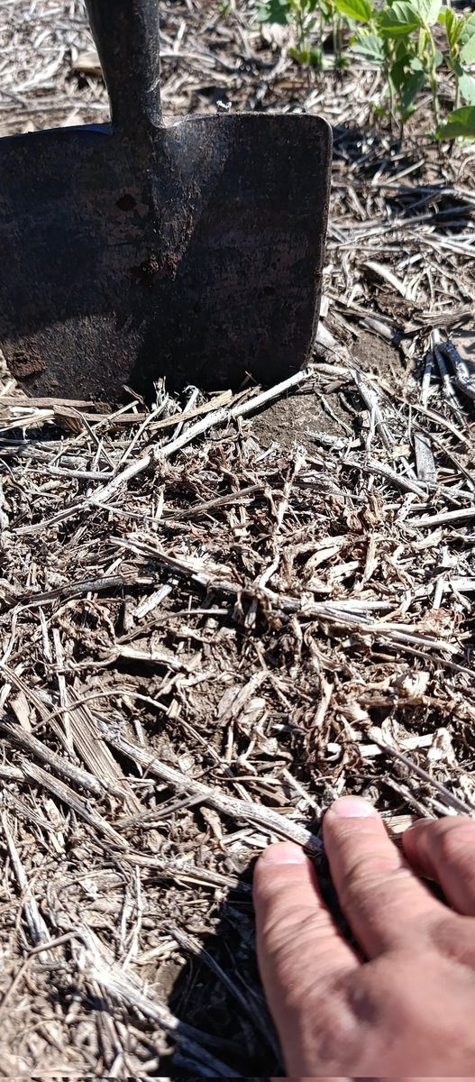 Control de Commelina paréntesis flor de santa lucía), 25 DDA y no se observan rebrotes...