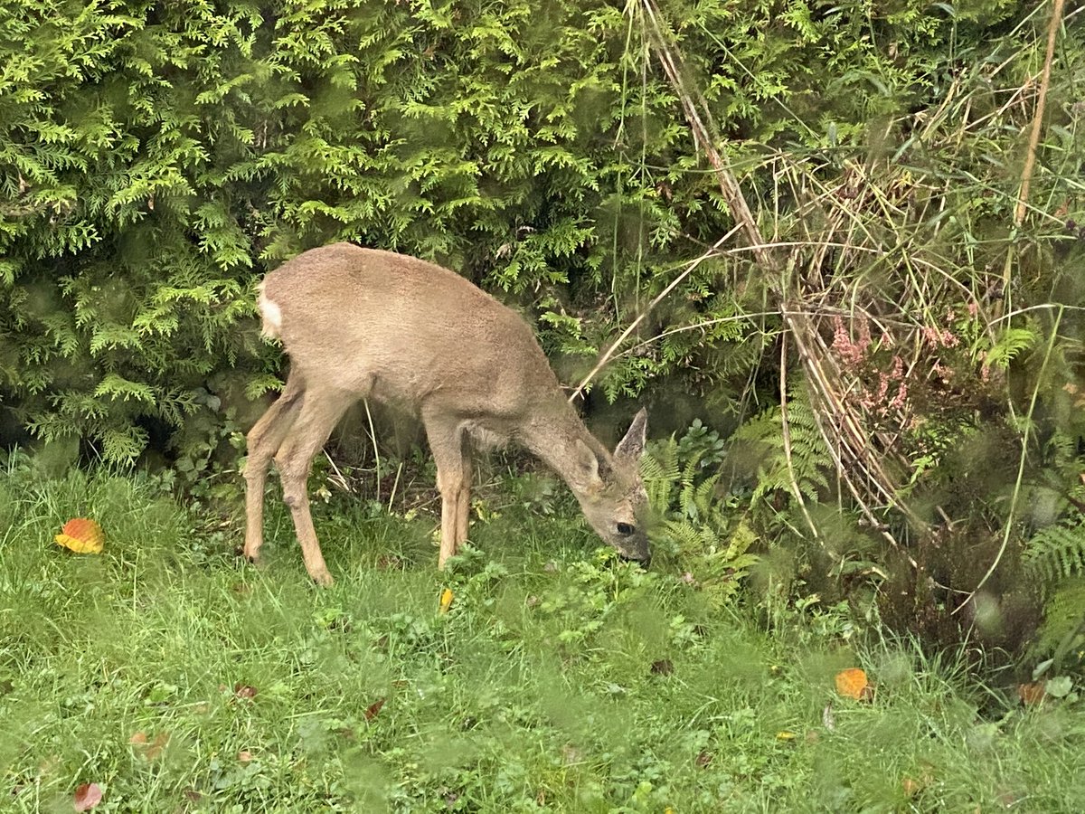 Geweldig! Zojuist is een motie in de Tweede Kamer aangenomen van <a href="/InesKostic/">Ines Kostić #stemPvdD🌍</a> en <a href="/Eerdmans/">Joost Eerdmans</a> om met dierenhulporganisaties te verkennen of en hoe een werkbaar landelijk registratiesysteem kan worden opgezet voor wildaanrijdingen en hoe deze worden voorkomen. Dank namens de dieren!