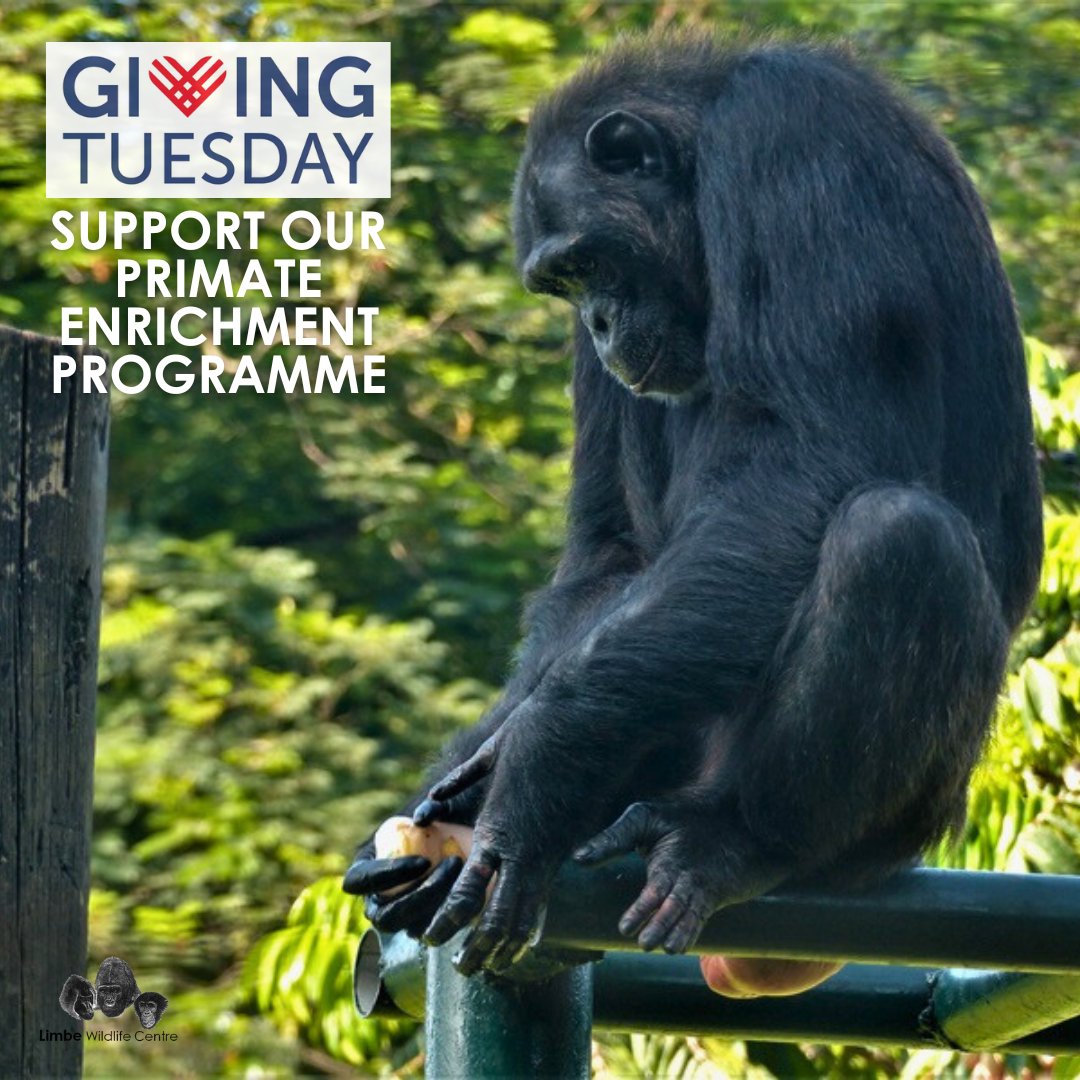LimbeWildlife's tweet image. 🌟 It is #GivingTuesday! Join us in giving a #SecondChance to primates affected by wildlife crime! 🐒💚

Your support helps provide essential enrichment at the Limbe Wildlife Centre, allowing our rescued residents to thrive through exploration and play.