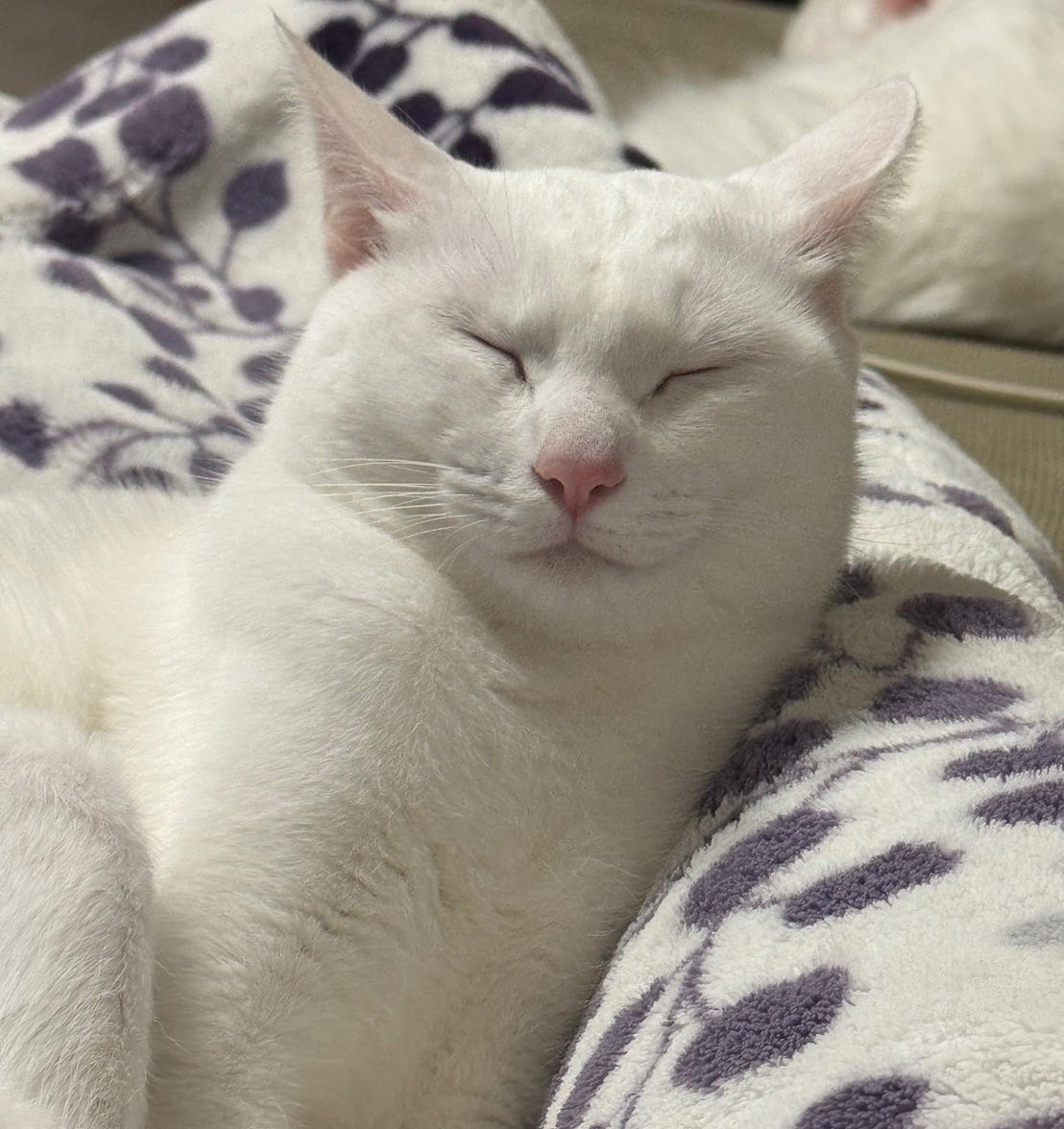 ミルねぇ tweet media