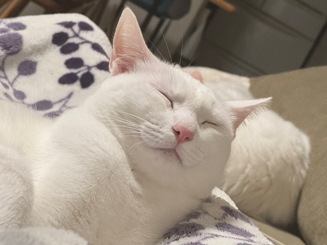 ミルねぇ tweet media