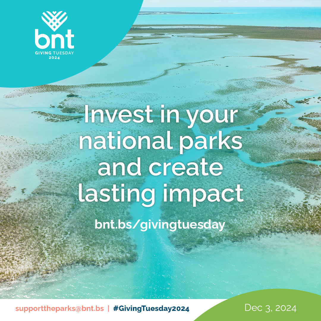 Happy #GivingTuesday2024! Today we invite you to invest in the future of your national parks and help us raise $50k towards the preservation of these incredible spaces of Bahamian beauty and biodiversity. Make your contribution now @ bnt.bs/givingtuesday! #togetherwegive