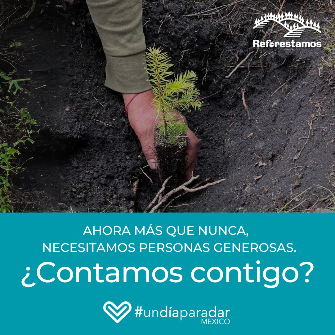 ReforestamosMx's tweet photo. Este #GivingTuesday, tu donativo contribuye a salvar bosques. 🌱🌳 #undíaparadar 

Dona aquí https://t.co/tQ7p3cMJGD https://t.co/beK4r6IASn