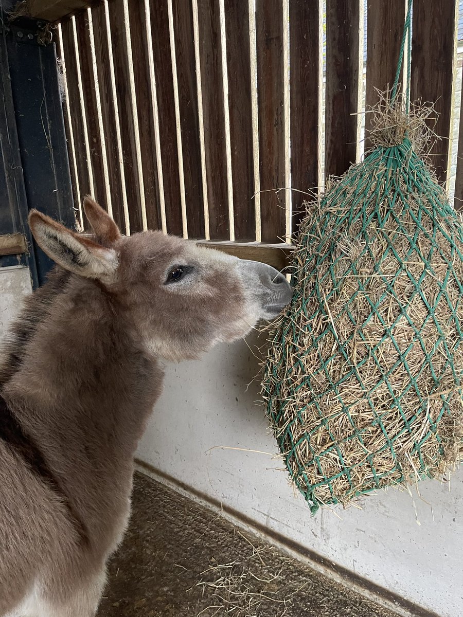 Sweetie is enjoying her haynet 🥰