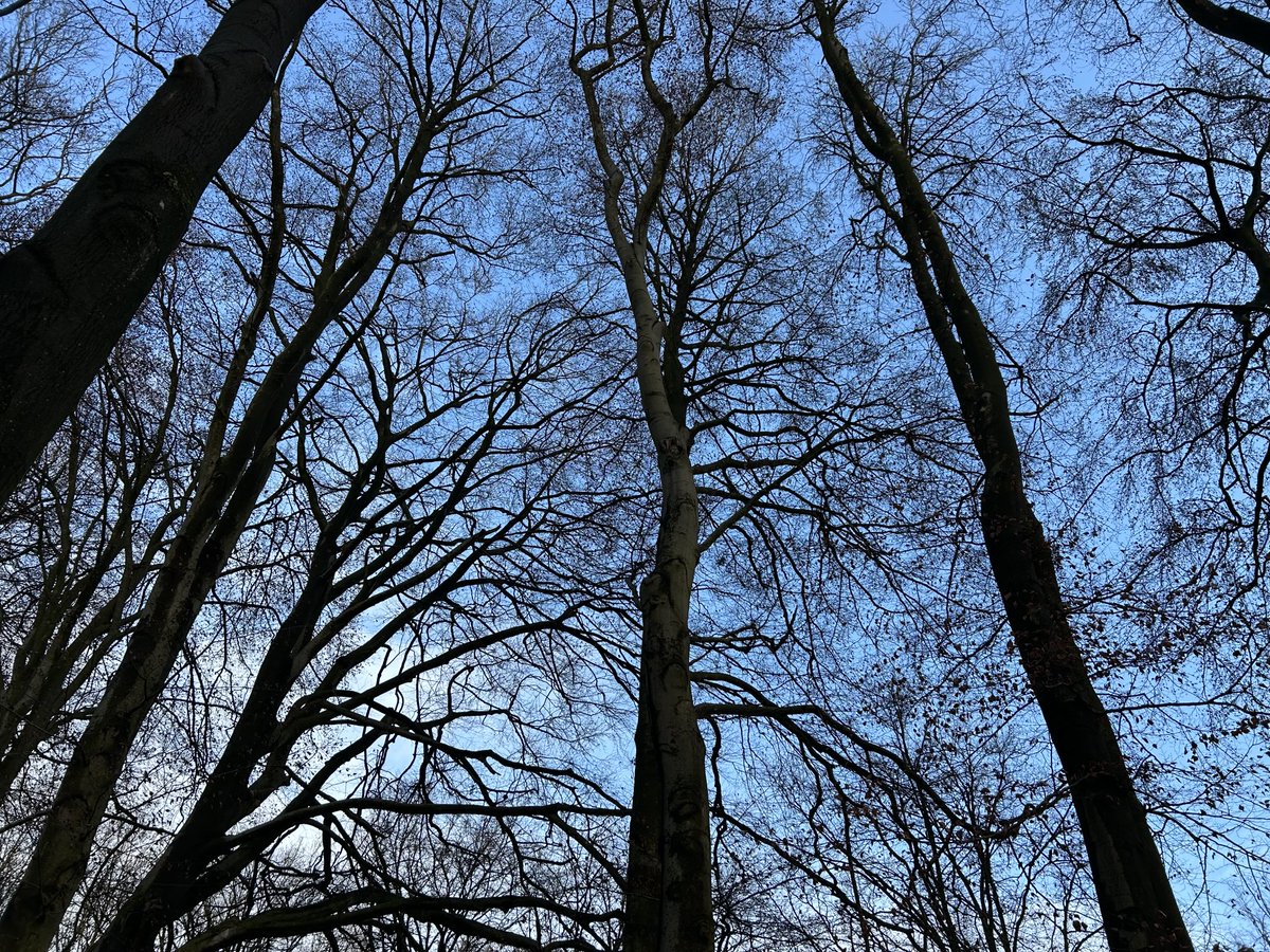 marcloev tweet media