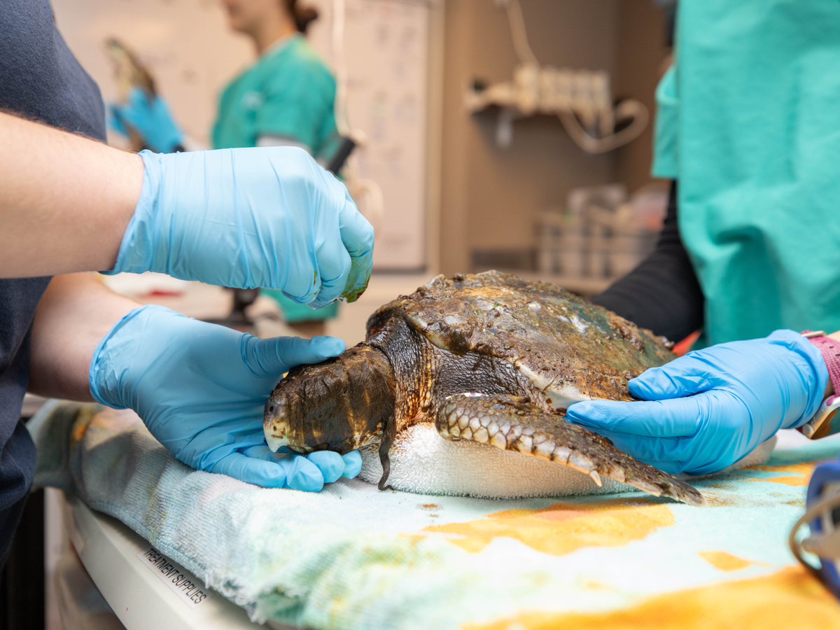 📣 Your support helps turtles in need!

Today for #GivingTuesday, donate to the Aquarium to help support our sea turtle rescue and rehabilitation—and all the animals in our care. Your gift to the Aquarium will be matched dollar-for-dollar!

Donate now: bit.ly/41iK7Lk