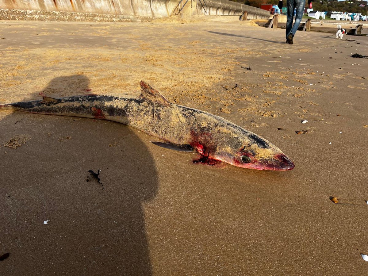 Rob Deaville (@strandings_man) on Twitter photo #CSIOfTheSea examination taking place now at <a href="/ZSLScience/">ZSL Science</a> on this tope shark. Found stranded at Walton, Essex last Friday and recovered by <a href="/HatwellLou/">Lou Hatwell</a> and <a href="/NHM_strandings/">NHM Whale & Dolphin Strandings</a>. Fresher than we thought it might be, think everyone in the building may be grateful... #CSIOfTheSea examination taking place now at <a href="/ZSLScience/">ZSL Science</a> on this tope shark. Found stranded at Walton, Essex last Friday and recovered by <a href="/HatwellLou/">Lou Hatwell</a> and <a href="/NHM_strandings/">NHM Whale & Dolphin Strandings</a>. Fresher than we thought it might be, think everyone in the building may be grateful...