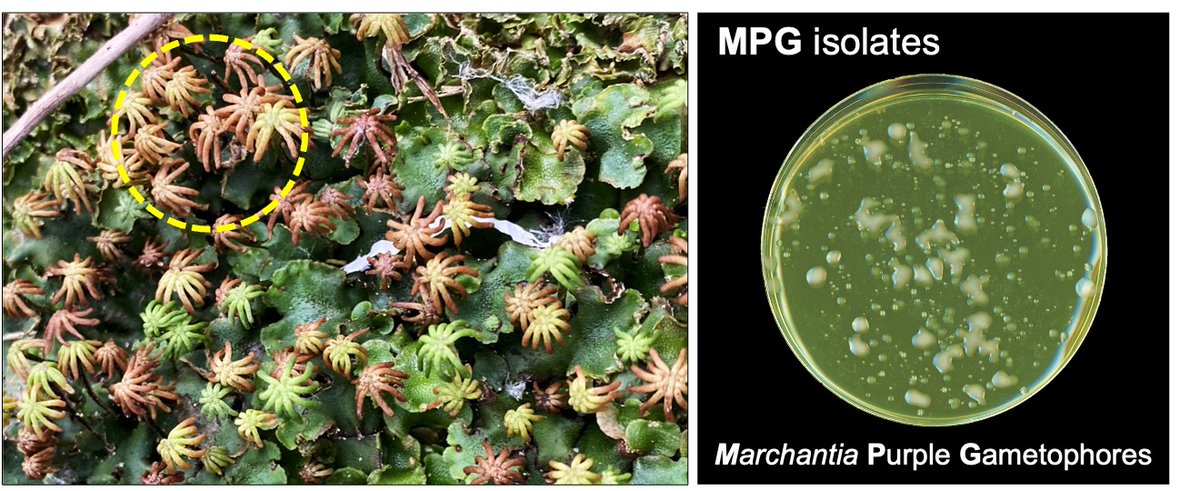 Philip Carella (@phil_carella) on Twitter photo New Preprint! We identified Pseudomonas in wild liverworts and explored what makes them virulent. Led by K. Robinson & <a href="/LuciaBuric/">Lucia Buric</a>, K. Grenz, <a href="/Khongsam_Chia/">KhongSam Chia</a> from our lab <a href="/JohnInnesCentre/">John Innes Centre</a>, and with <a href="/michhulin/">Michelle Hulin</a> & <a href="/wenboEffector/">Dr. Wenbo Ma</a> from <a href="/TheSainsburyLab/">The Sainsbury Laboratory</a> (1/6): biorxiv.org/content/10.110… New Preprint! We identified Pseudomonas in wild liverworts and explored what makes them virulent. Led by K. Robinson & <a href="/LuciaBuric/">Lucia Buric</a>, K. Grenz, <a href="/Khongsam_Chia/">KhongSam Chia</a> from our lab <a href="/JohnInnesCentre/">John Innes Centre</a>, and with <a href="/michhulin/">Michelle Hulin</a> & <a href="/wenboEffector/">Dr. Wenbo Ma</a> from <a href="/TheSainsburyLab/">The Sainsbury Laboratory</a> (1/6): biorxiv.org/content/10.110…