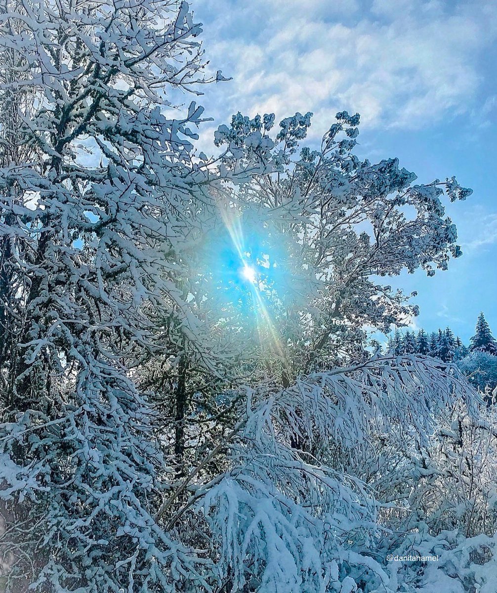 danitahamel's tweet photo. Good morning and happy Tuesday everyone! 😄👋🏻☕️🫖

Post your favorite winter scenes from your photo archives.

Here’s one of my favorite snow scenes of the orchard I walk Harlow in. I’ll never forget that glorious snow fall.❄️

#WinterScene https://t.co/XWGlkwnEa0