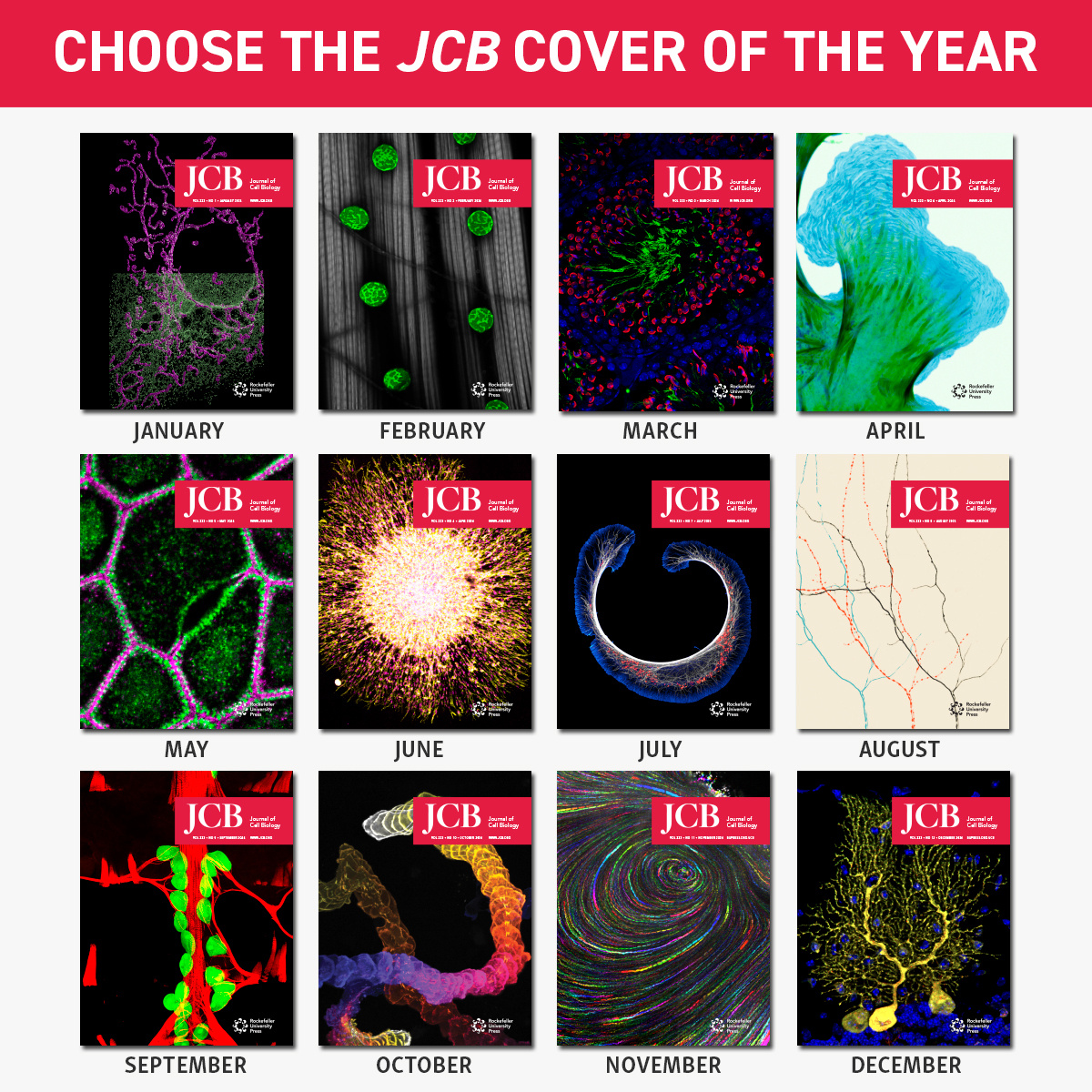Help choose JCB’s cover of the year! 🔬 Explore 12 breathtaking images submitted by our talented authors and vote for your favorite. 🗓️ Voting closes on Friday, December 20! Have your say in celebrating the beauty of science 👉 hubs.la/Q02Z-YN70
#CellBio2024