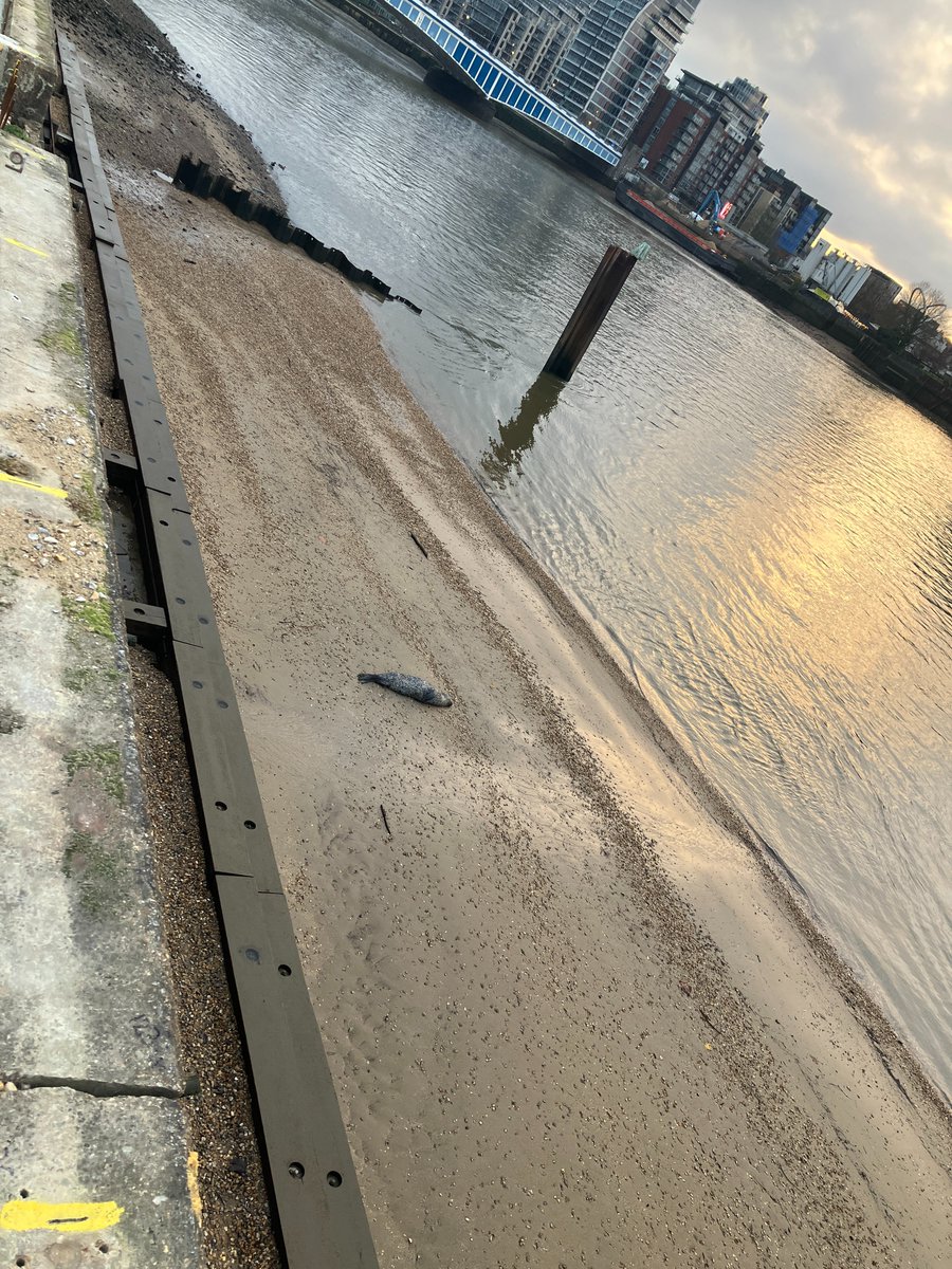A dead seal was reported near Wandsworth bridge in London this morning- unfortunately the tide took the body before it could be secured for us to recover for #CSIOfTheSea examination. If anyone spots it in the Thames, please do let us know!